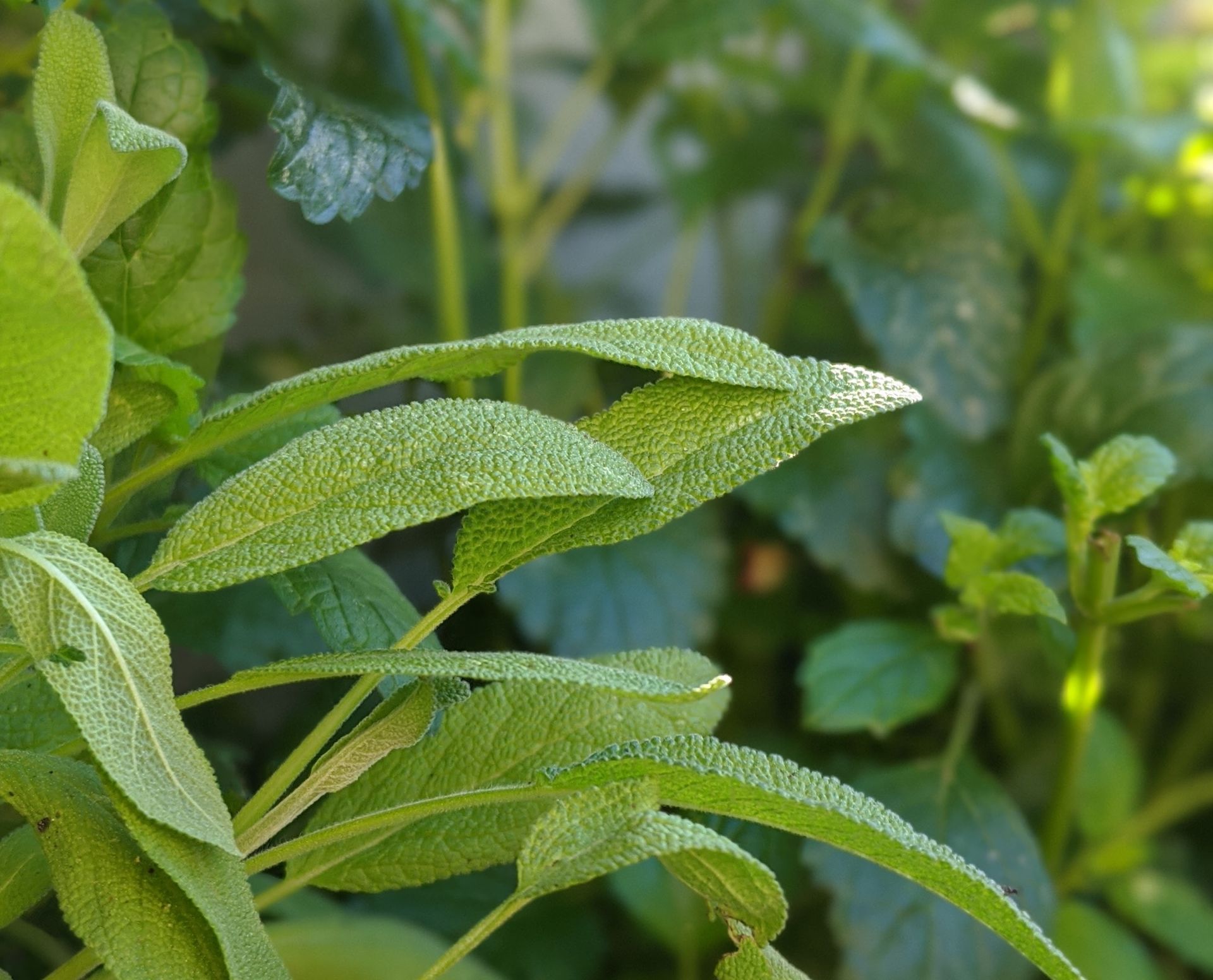 A Healing Herb (Sage) by Sue Cartwright, Spiral Leaf