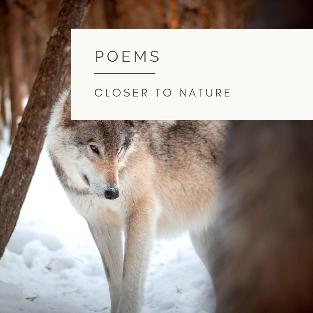 Sililoquay of a Wolf - Poem and Video  by Sue Cartwright, Spiral Leaf