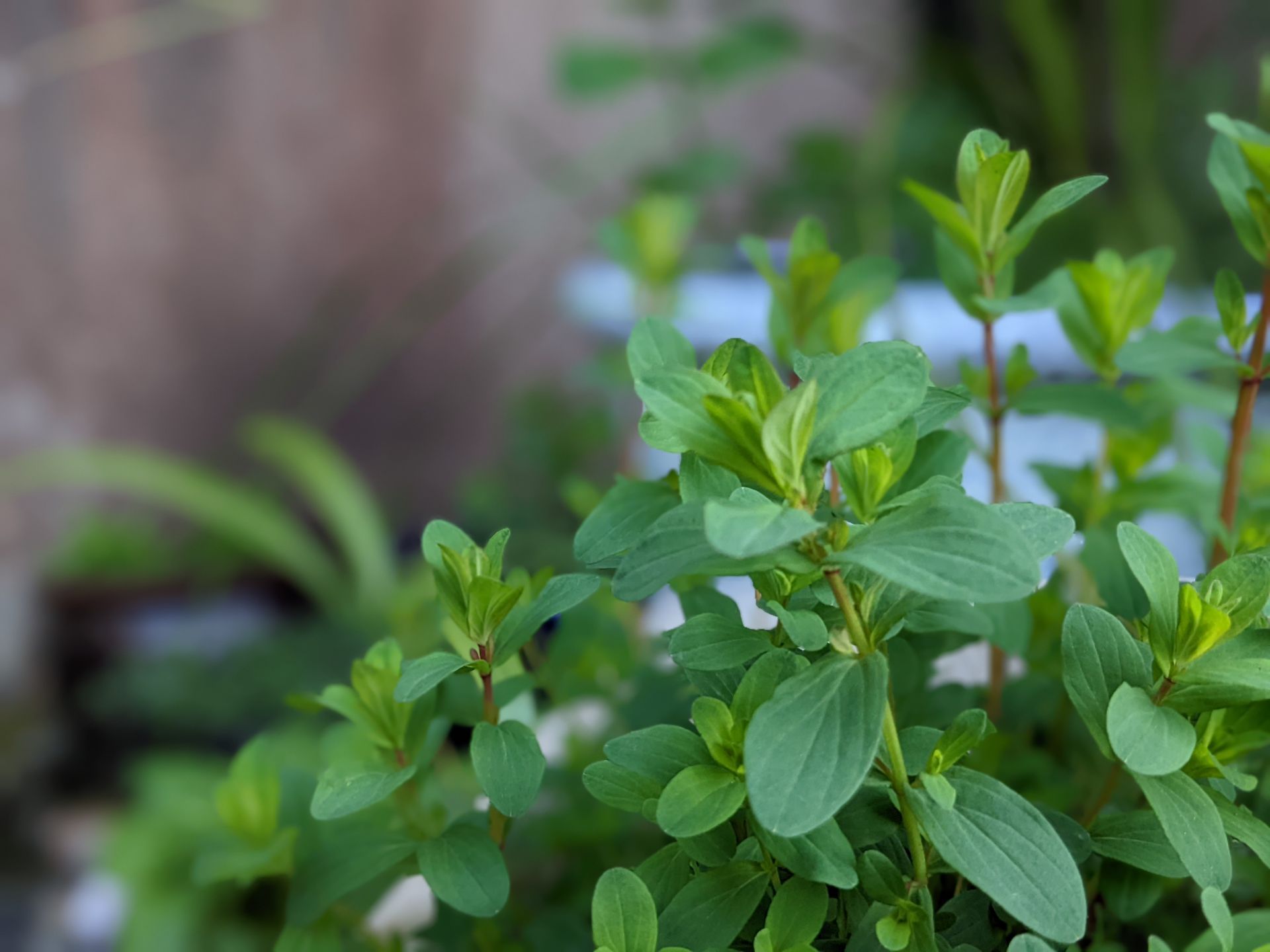 A Healing Herb (St John's Wort) by Sue Cartwright, Spiral Leaf