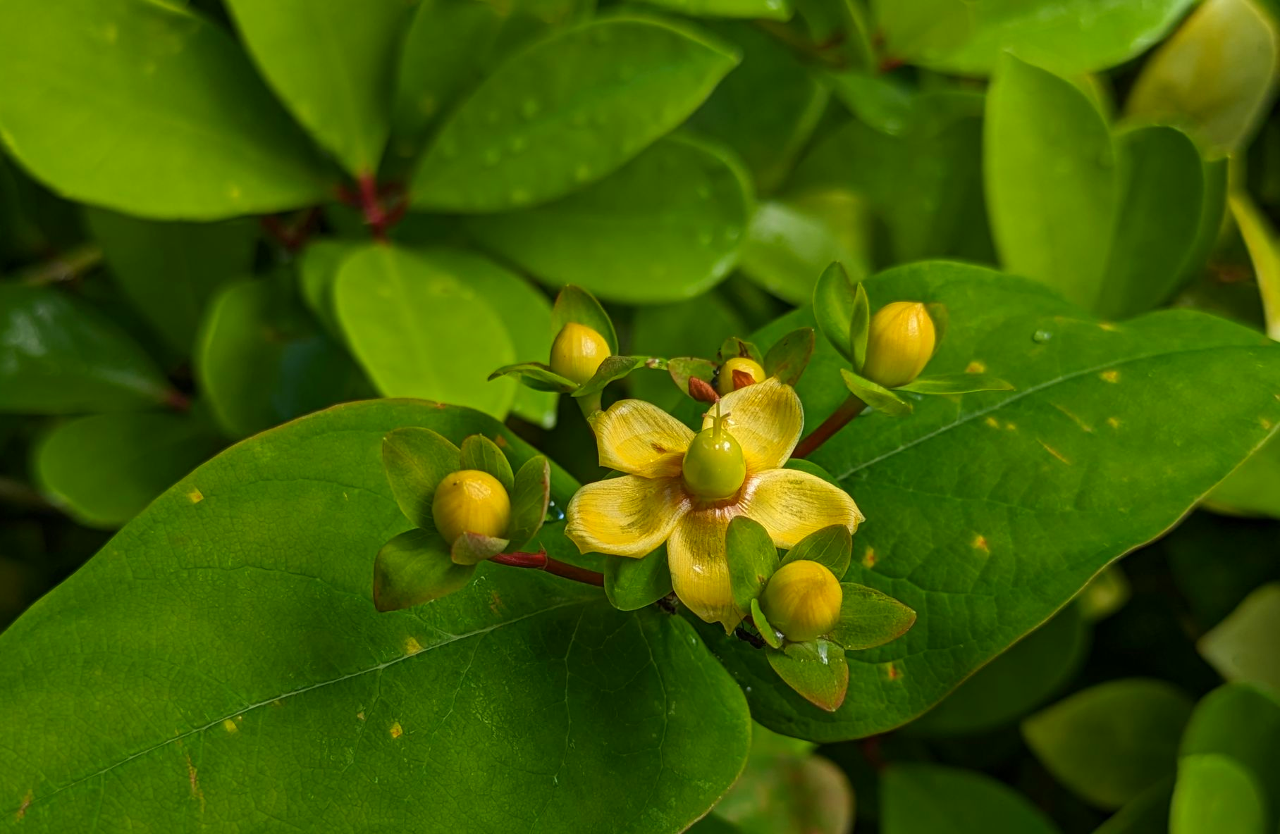 A Healing Herb (St Johnb's Wort) by Sue Cartwright, Spiral Leaf