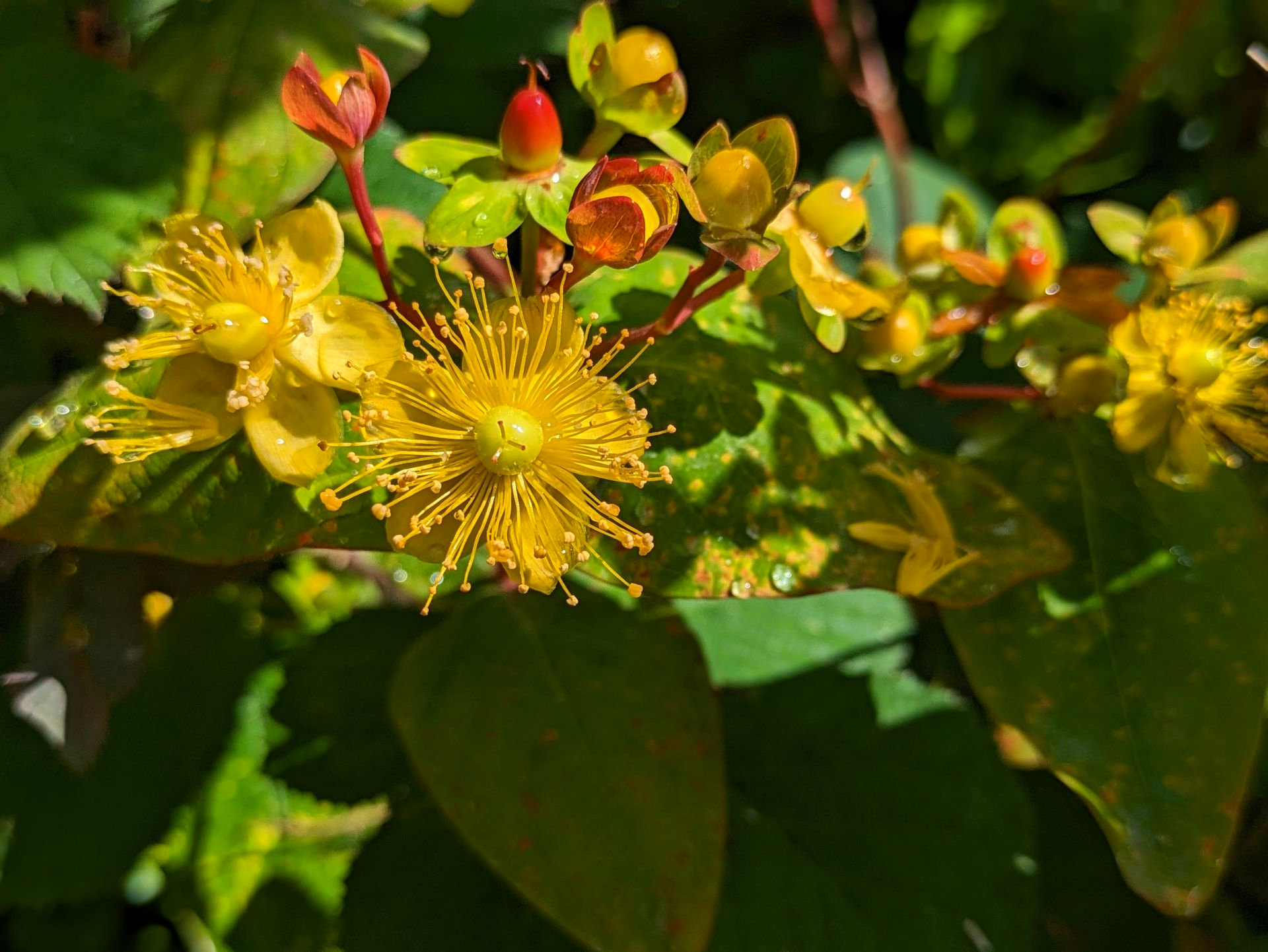 A Healing Herb (St John's Wort) by Sue Cartwright, Spiral Leaf