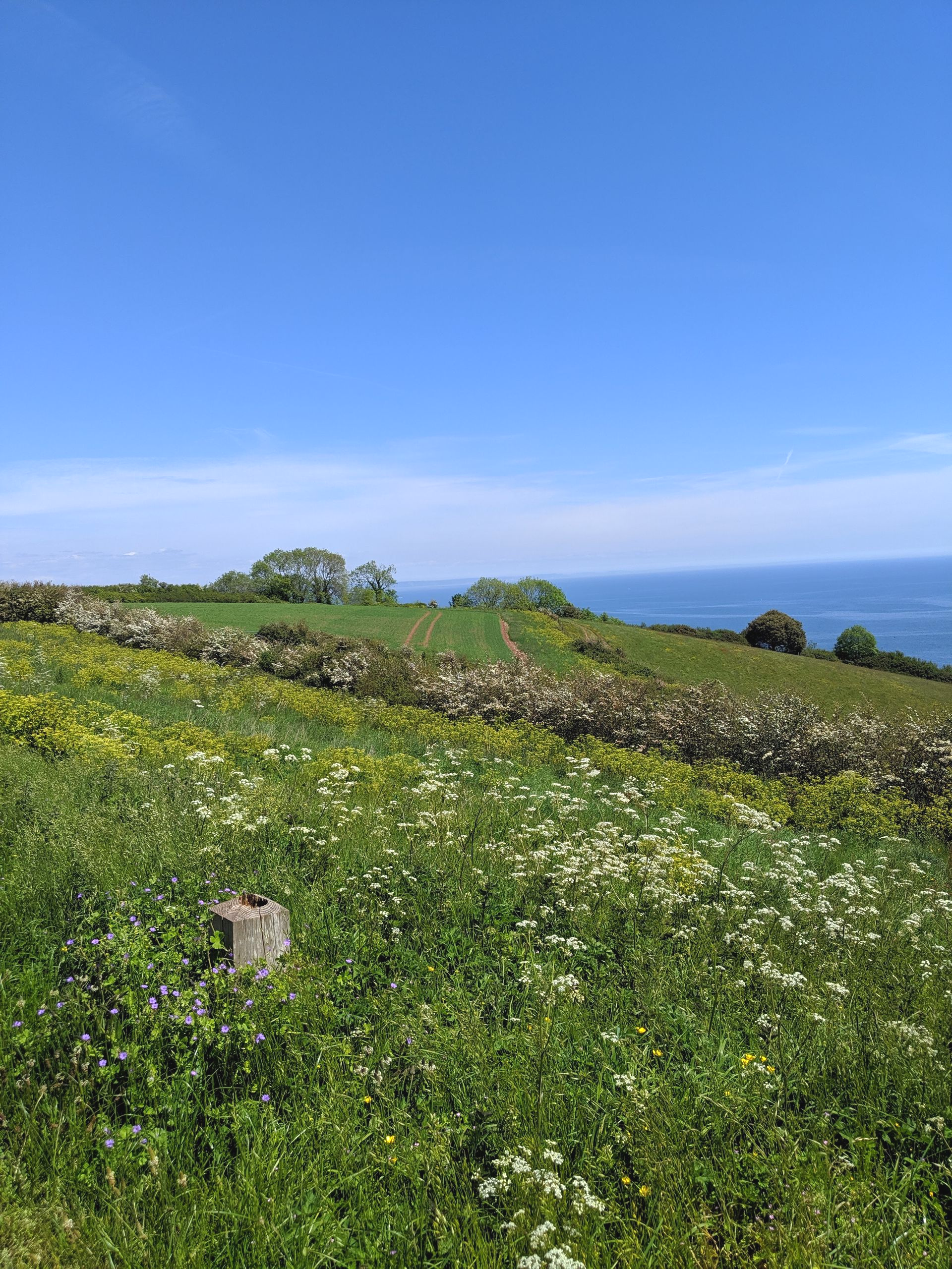 Summer Sun Gallery - Photographs by Sue Cartwright, Spiral Leaf