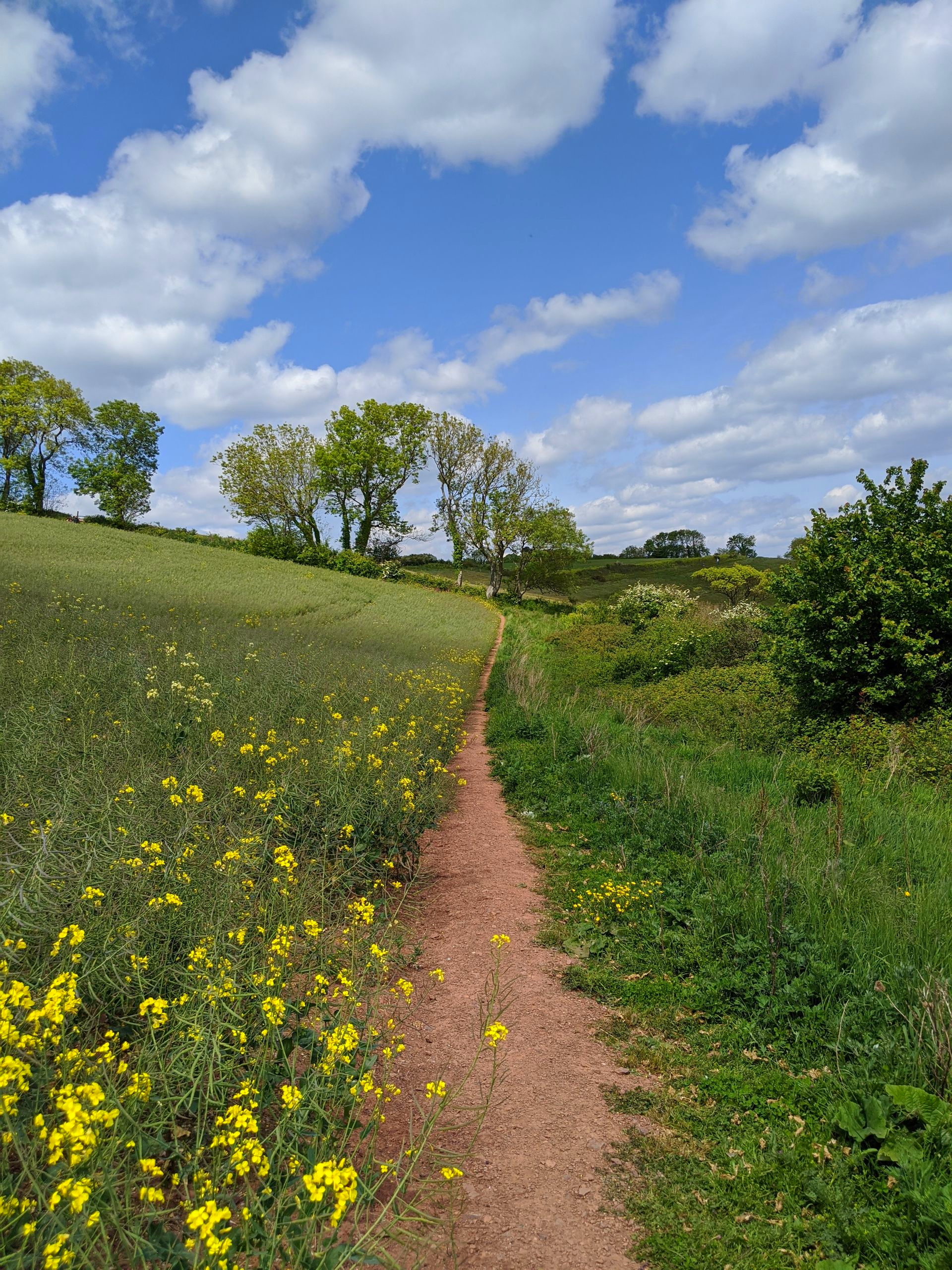 Summer Sun Gallery - Photographs by Sue Cartwright, Spiral Leaf