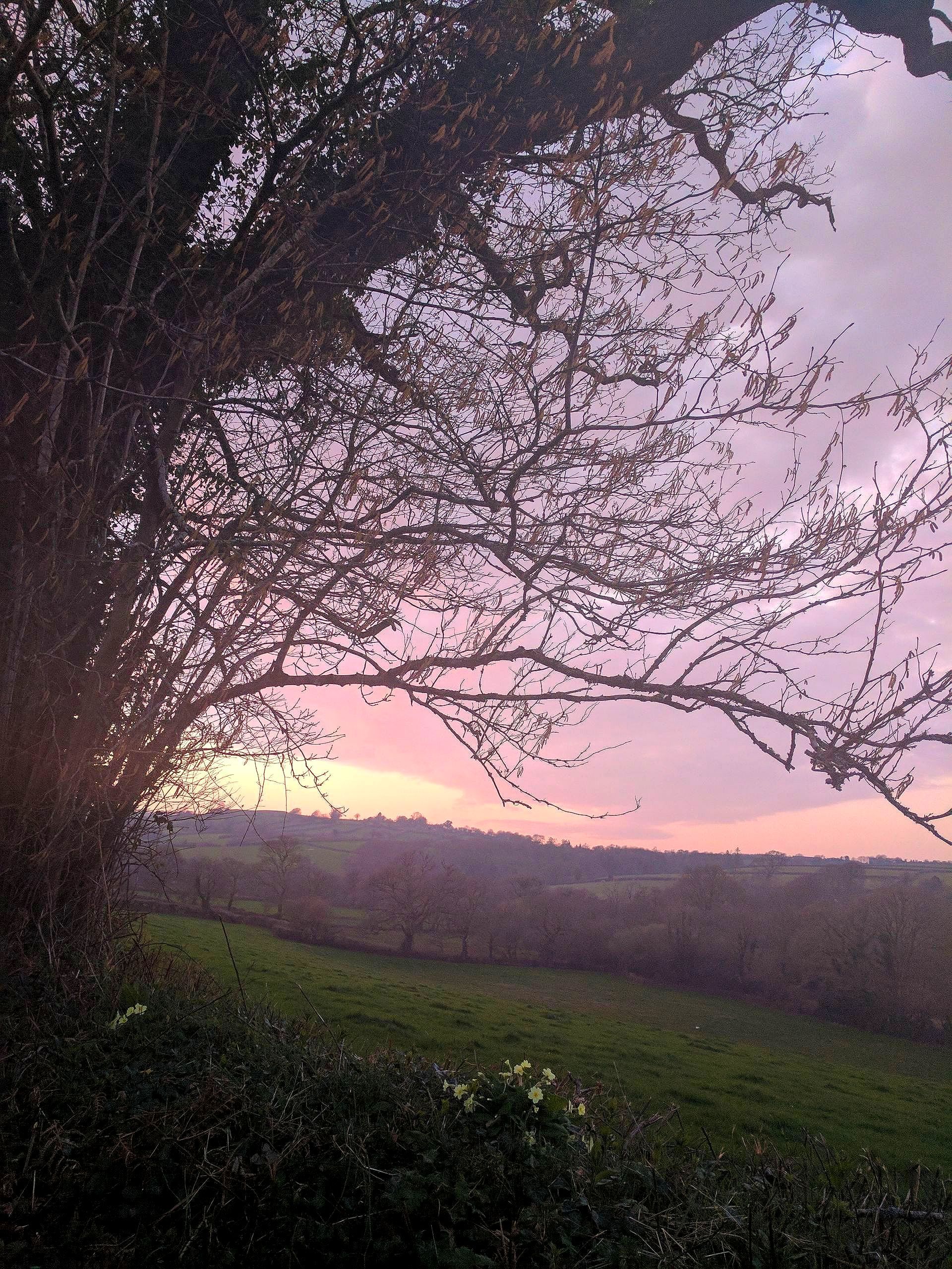 Sunset Sky Gallery - Photograph by Sue Cartwright, Spiral Leaf