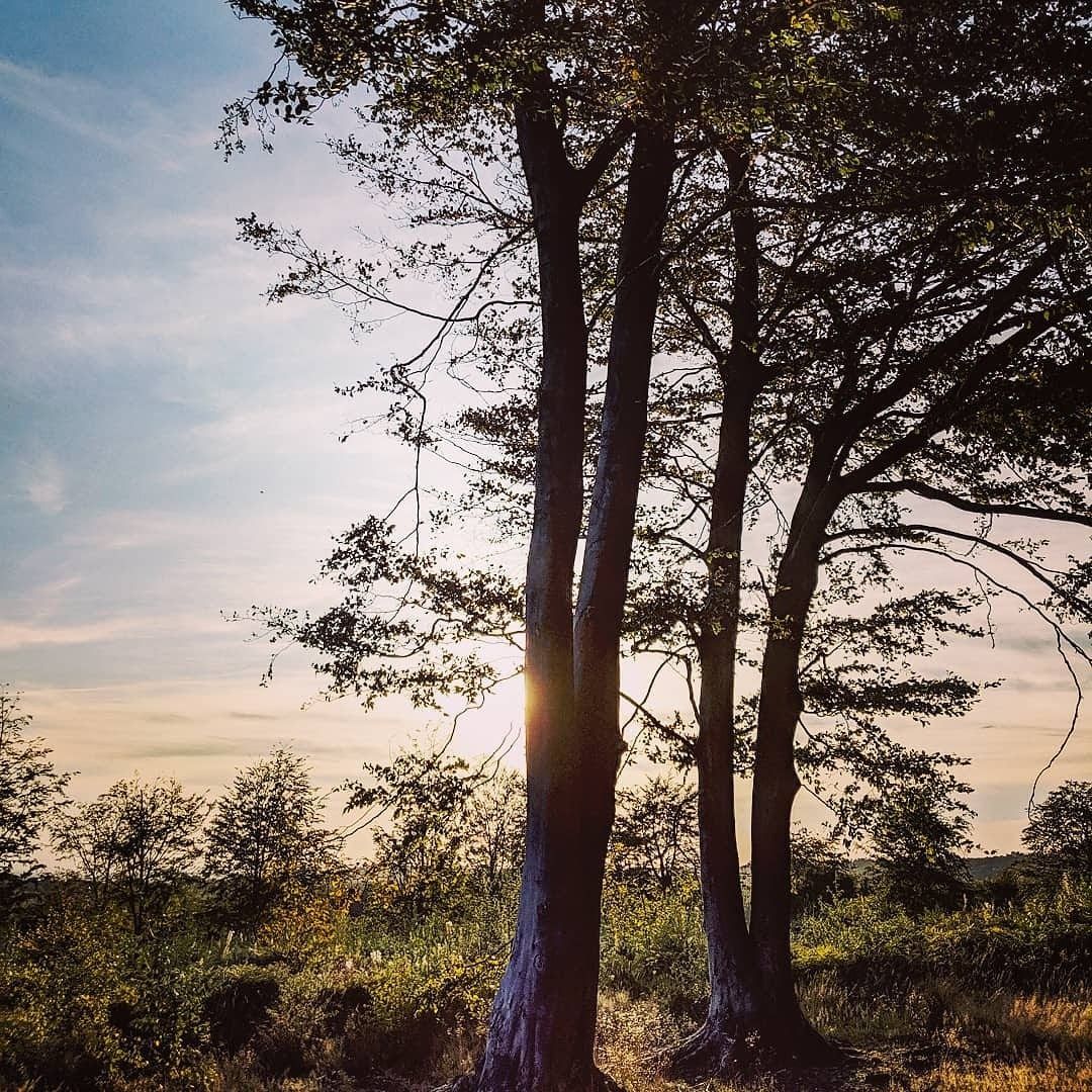 Sunset Sky Gallery - Photograph by Sue Cartwright, Spiral Leaf