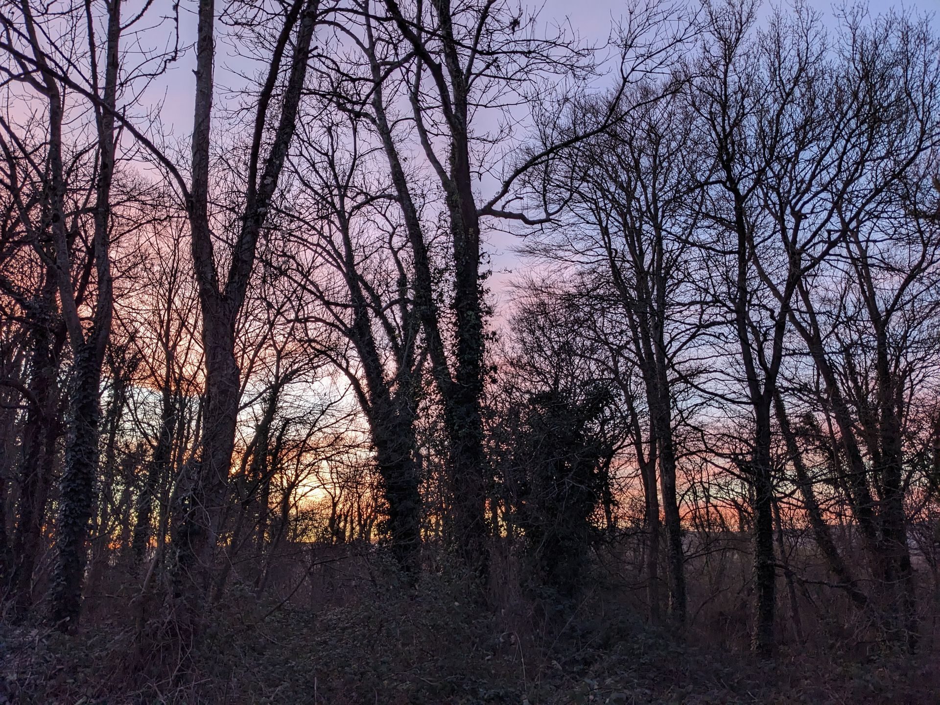 Sunset Sky Gallery - Photograph by Sue Cartwright, Spiral Leaf