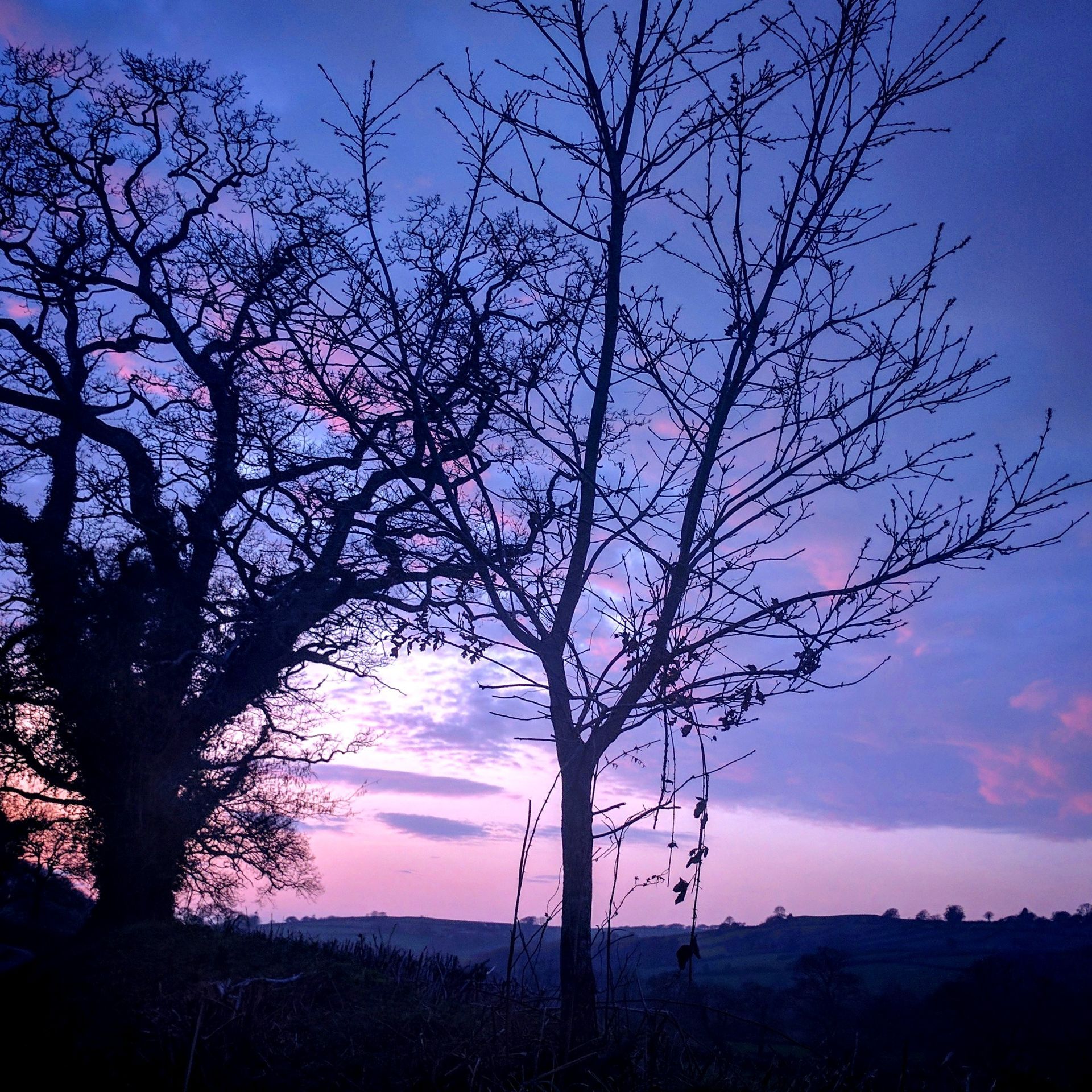 Sunset Sky Gallery - Photograph by Sue Cartwright, Spiral Leaf