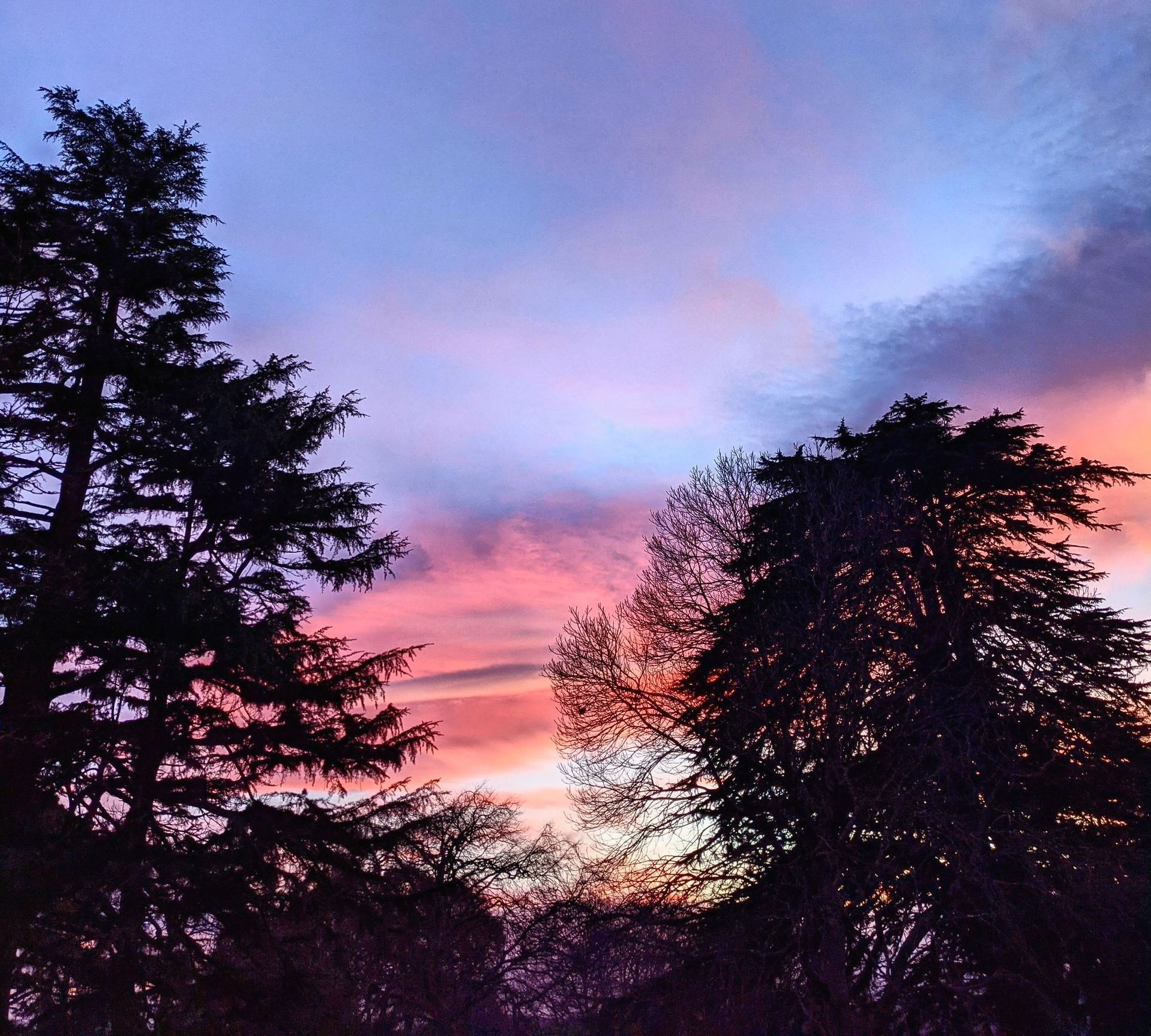 Lichen Gallery by Sue Cartwright, Spiral Leaf