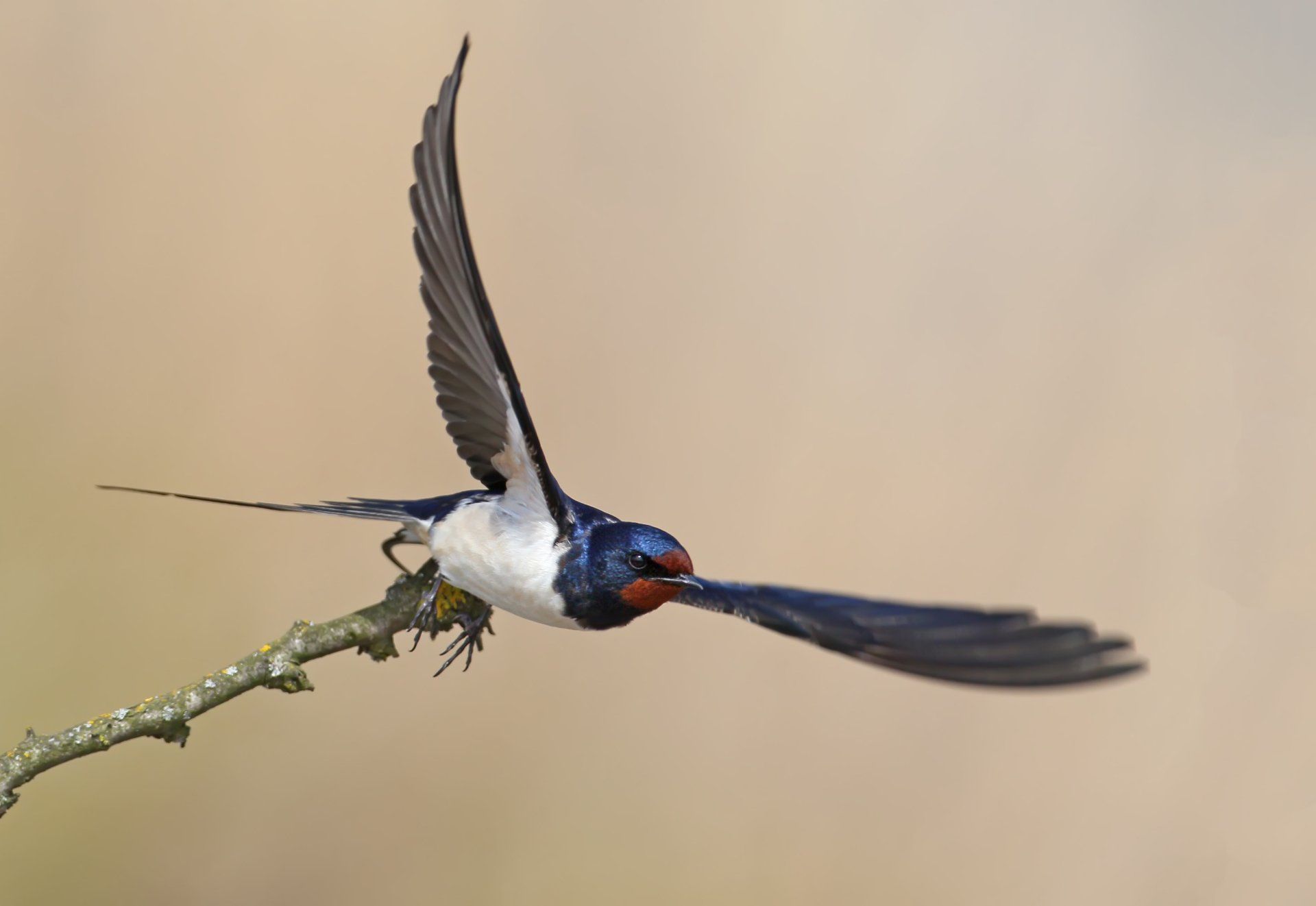 On Swallows Wings by Lizzie Leigh (Commissioned by Sue Cartwright , 2019)