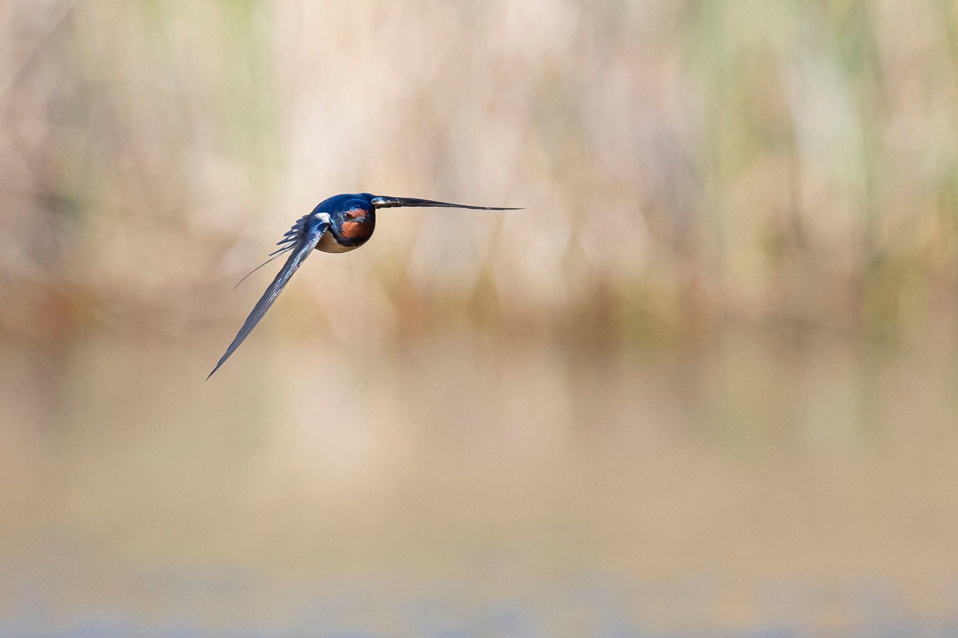 Flying With The Swallows by Sue Cartwright, Spiral Leaf