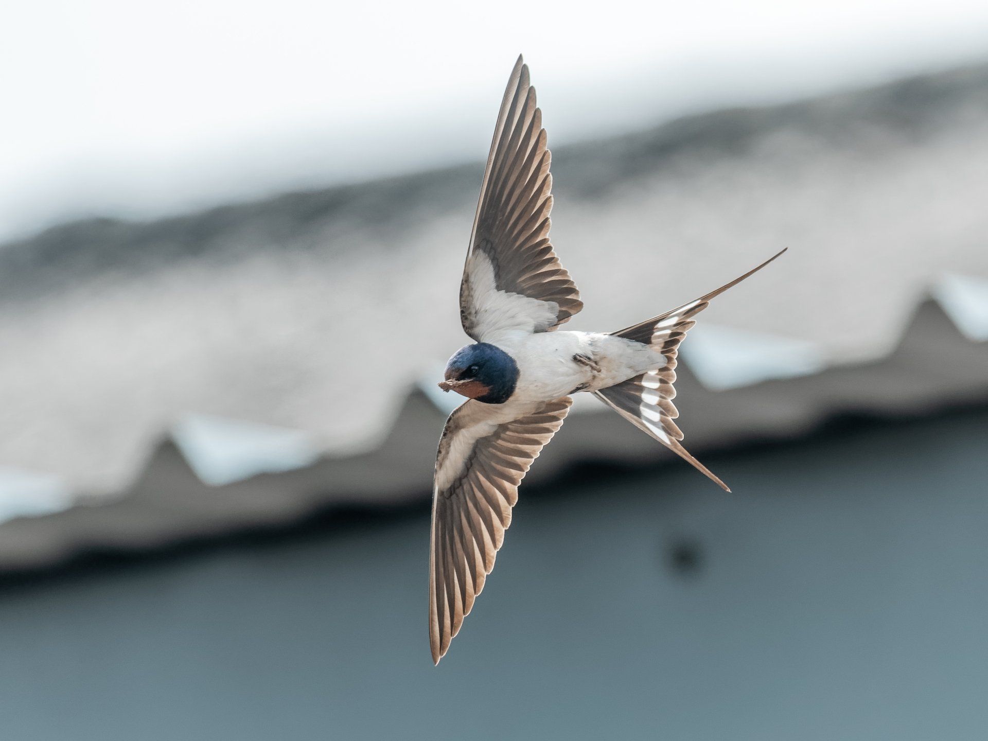Flying With The Swallows by Sue Cartwright, Spiral Leaf
