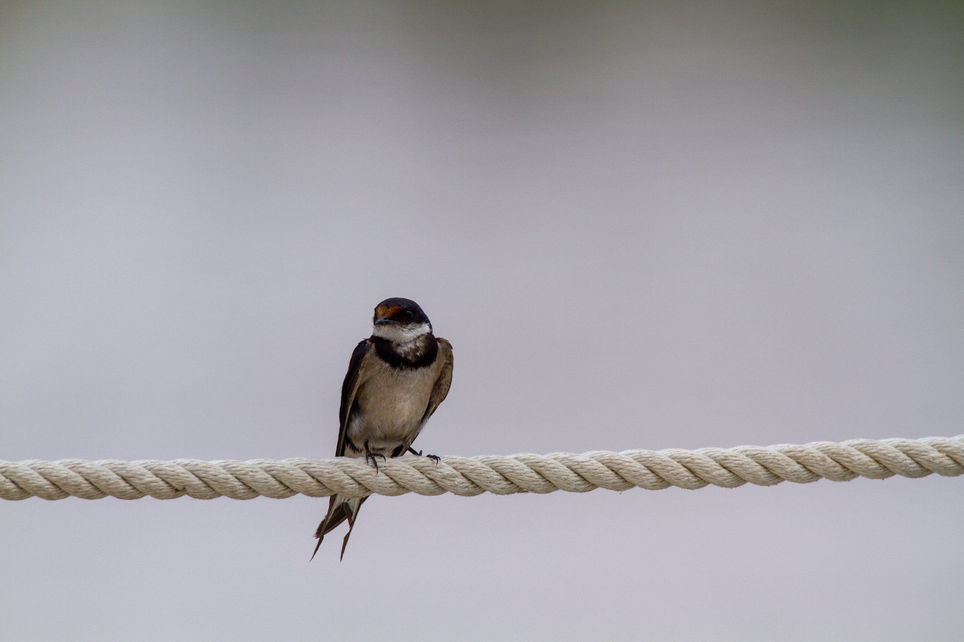 On Swallows Wings by Lizzie Leigh (Commissioned by Sue Cartwright , 2019)