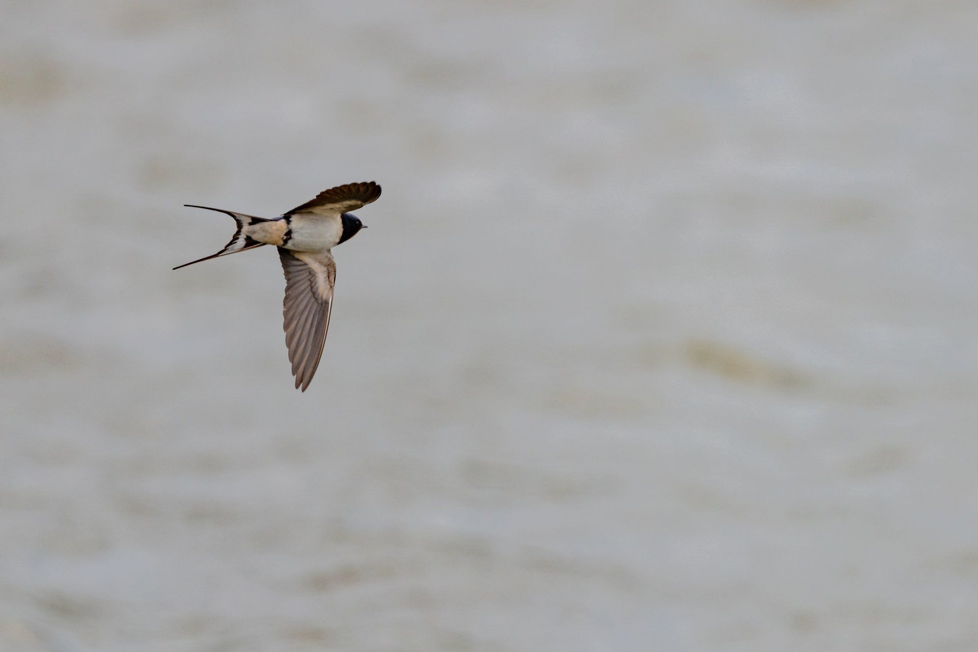 Flying With The Swallows by Sue Cartwright, Spiral Leaf