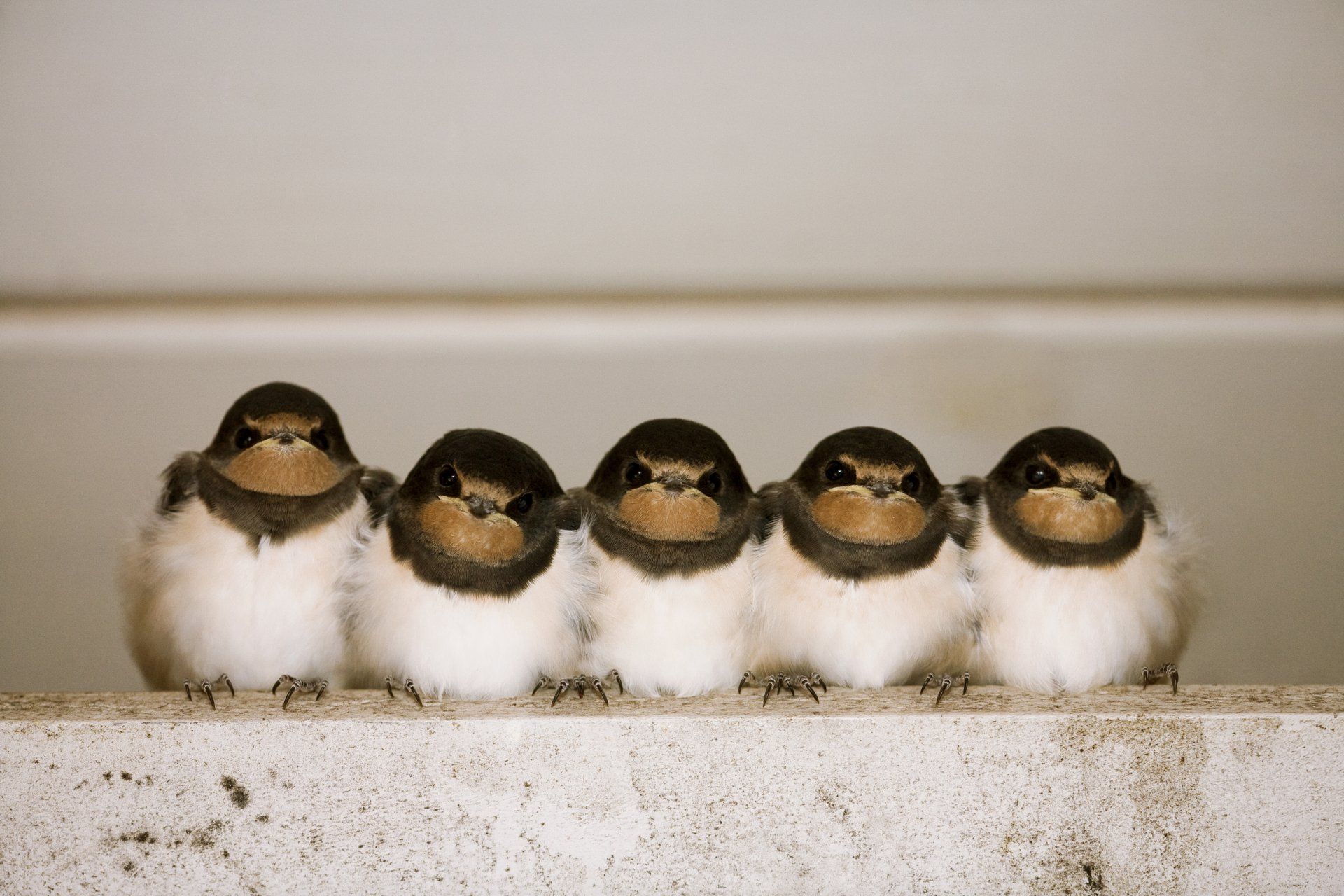 Almanac for April 2023 by Sue Cartwright, Spiral Leaf