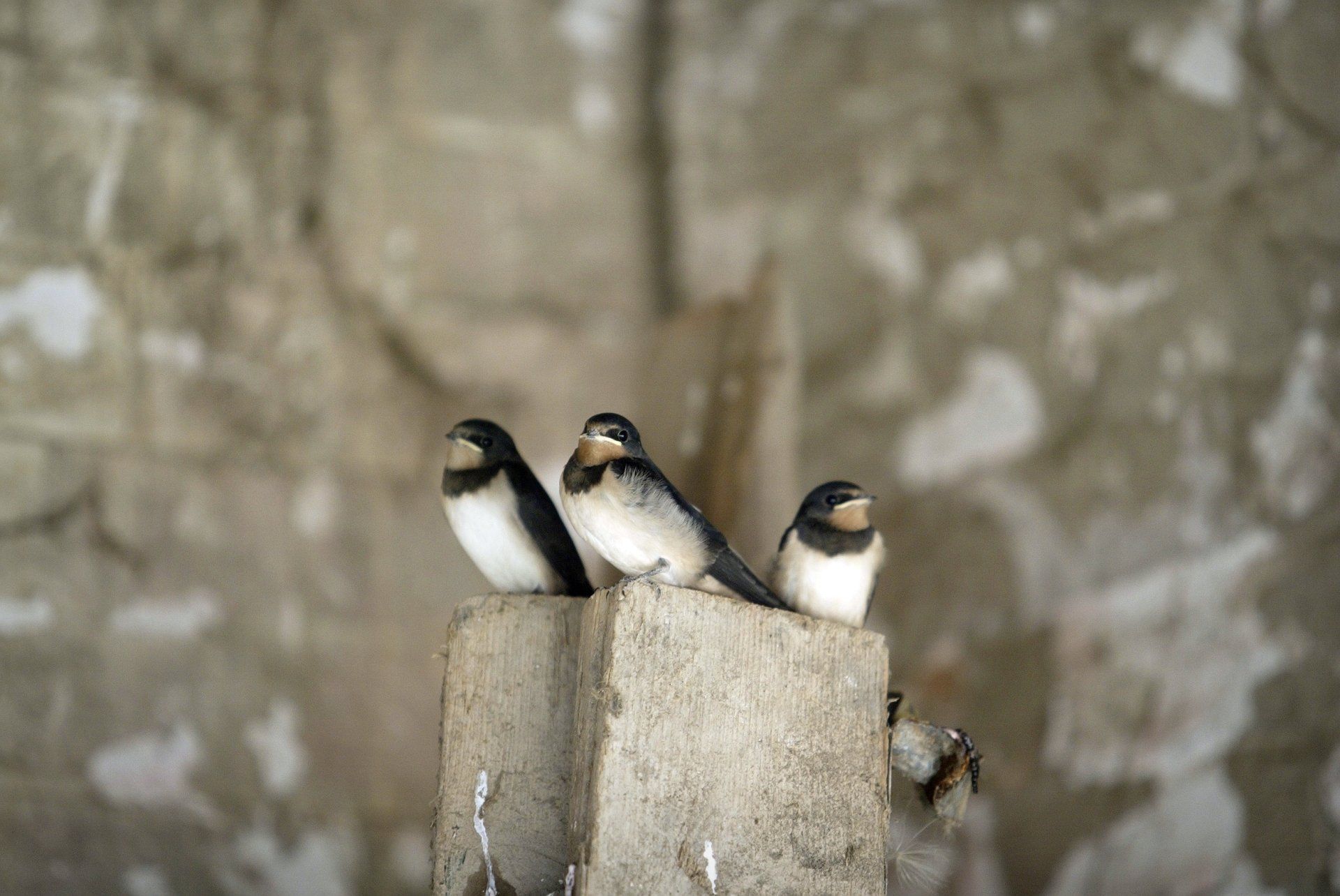 On Swallows Wings by Lizzie Leigh (Commissioned by Sue Cartwright in 2019)