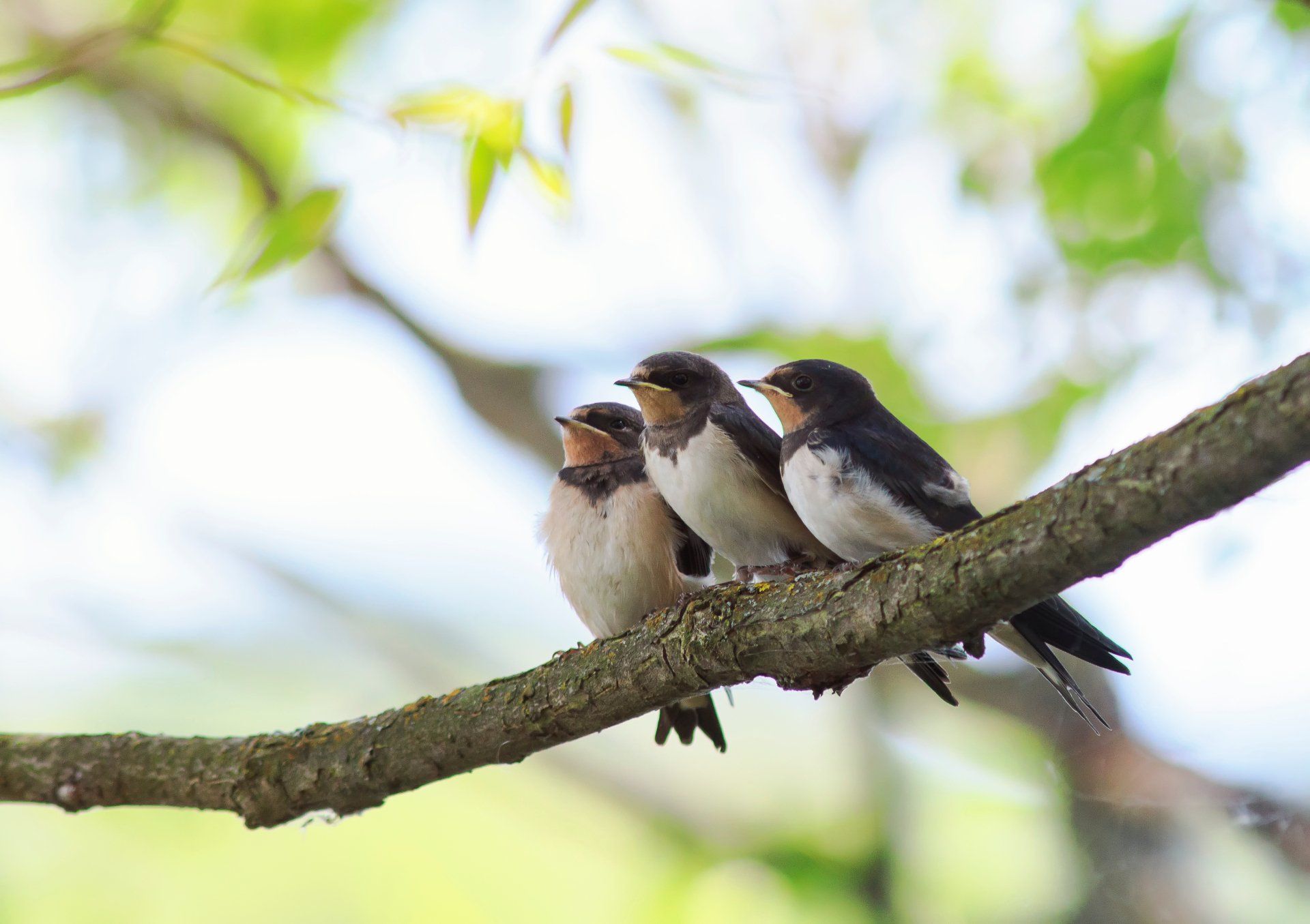 Welcome August - A Poem by Sue Cartwright, Spiral Leaf