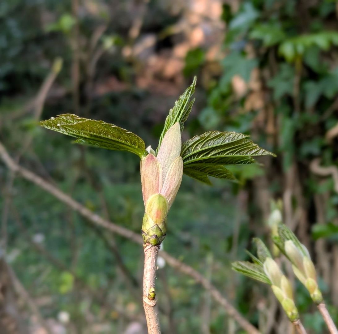 Spring Treasures by Sue Cartwright, Spiral Leaf