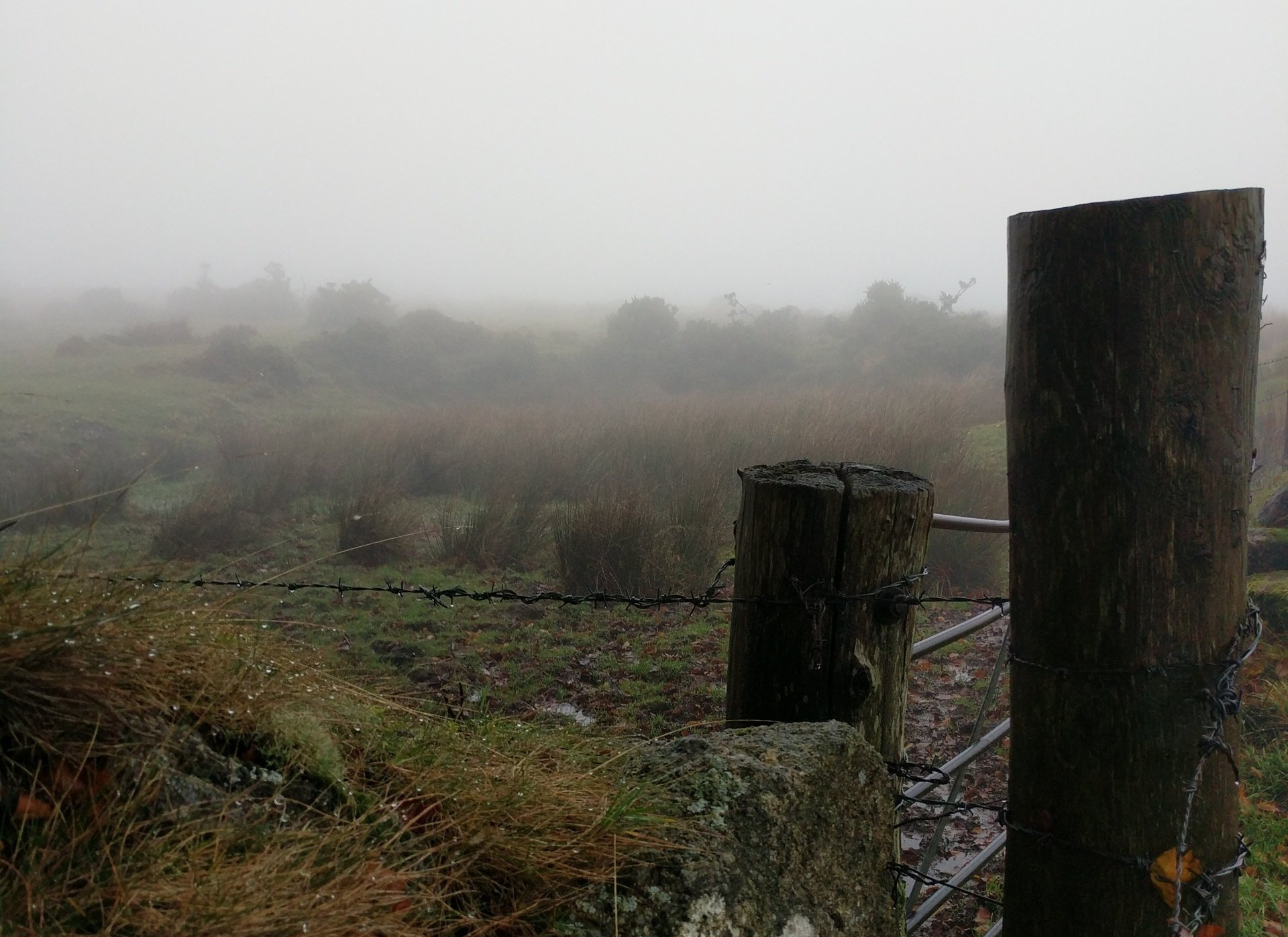 Welcome January (Almanac 20256) by Sue Cartwright, Spiral Leaf