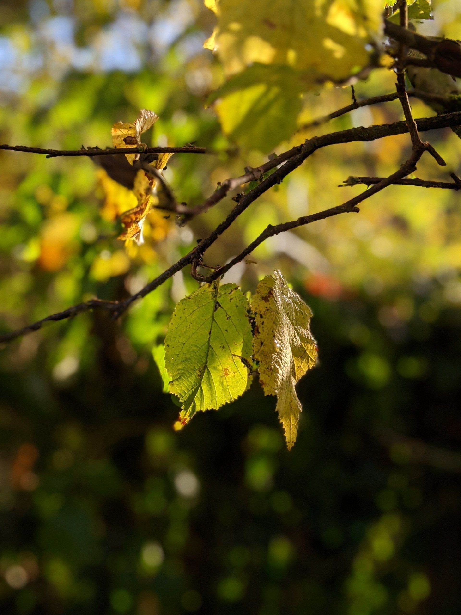 Leaves Gallery - Photograph by Sue Cartwright, Spiral Leaf