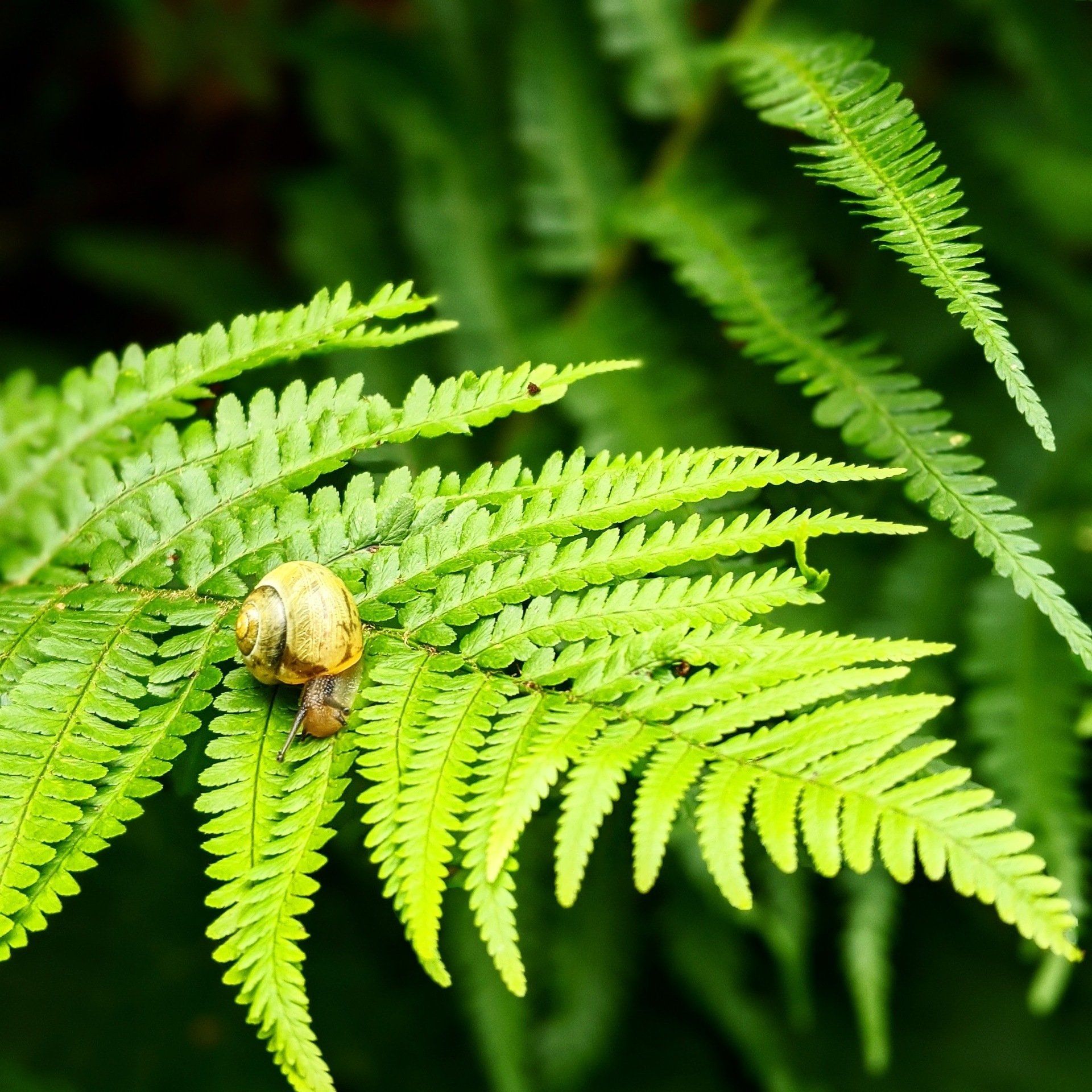 Sacred Snail - Photograph by Sue Cartwright, Spiral Leaf