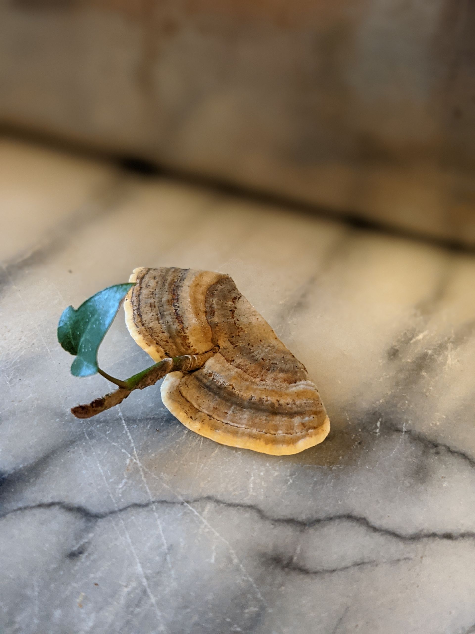 A Healing Fungi (Turkey Tail) - Sue Cartwright, Spiral Leaf