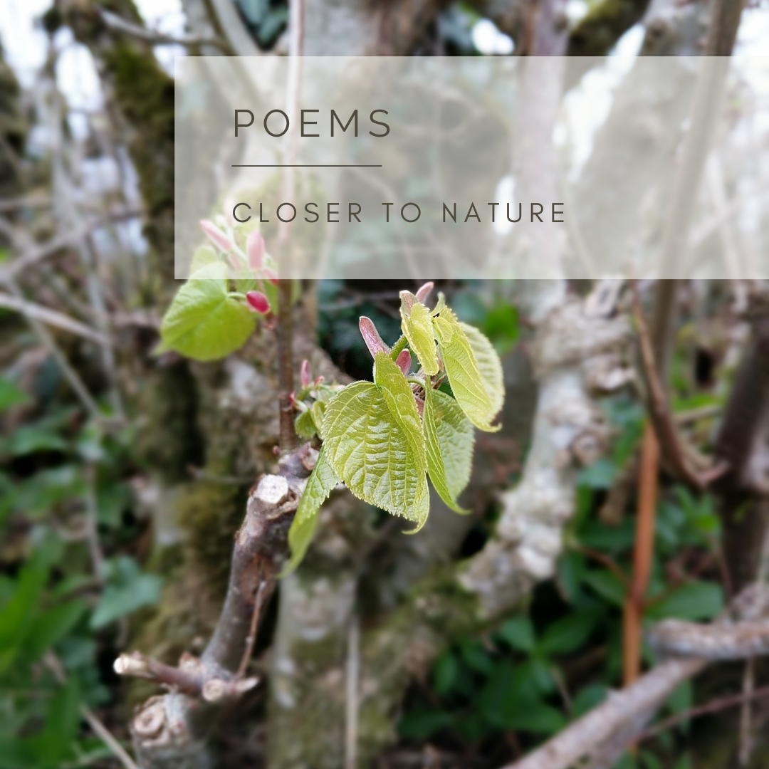 Take A Leaf - An Audio Poem and Video by Sue Cartwright, Spiral Leaf