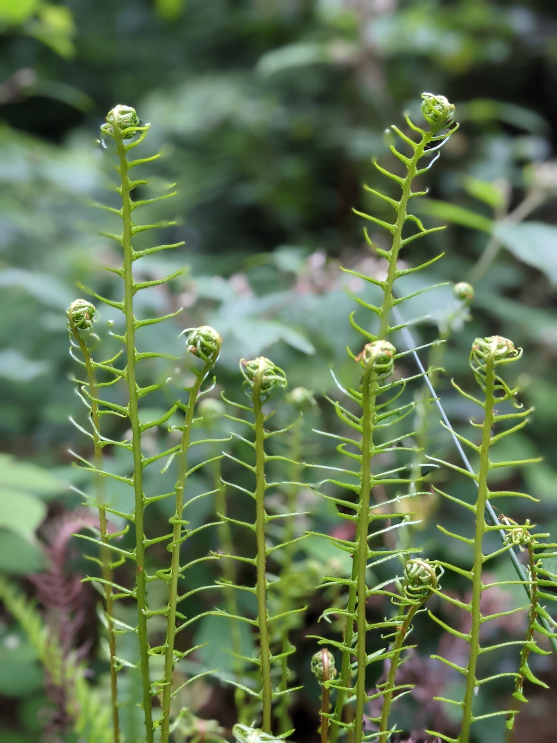 Spirals in Motion - A Poem by Sue Cartwright, Spiral Leaf