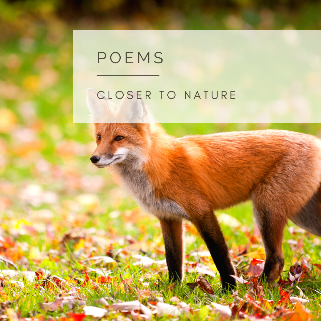 The Fox - Poem and Video by Sue Cartwright, Spiral Leaf