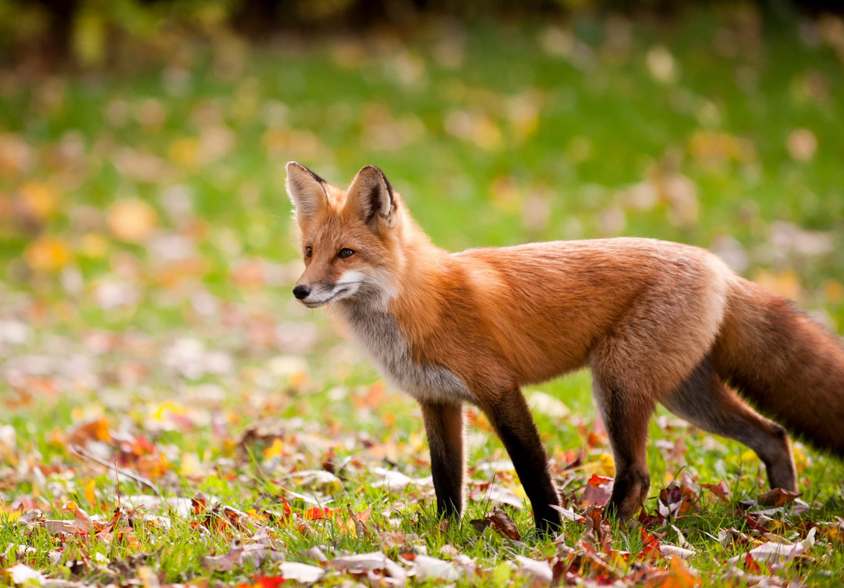 The Fox by Sue Cartwright, Spiral Leaf