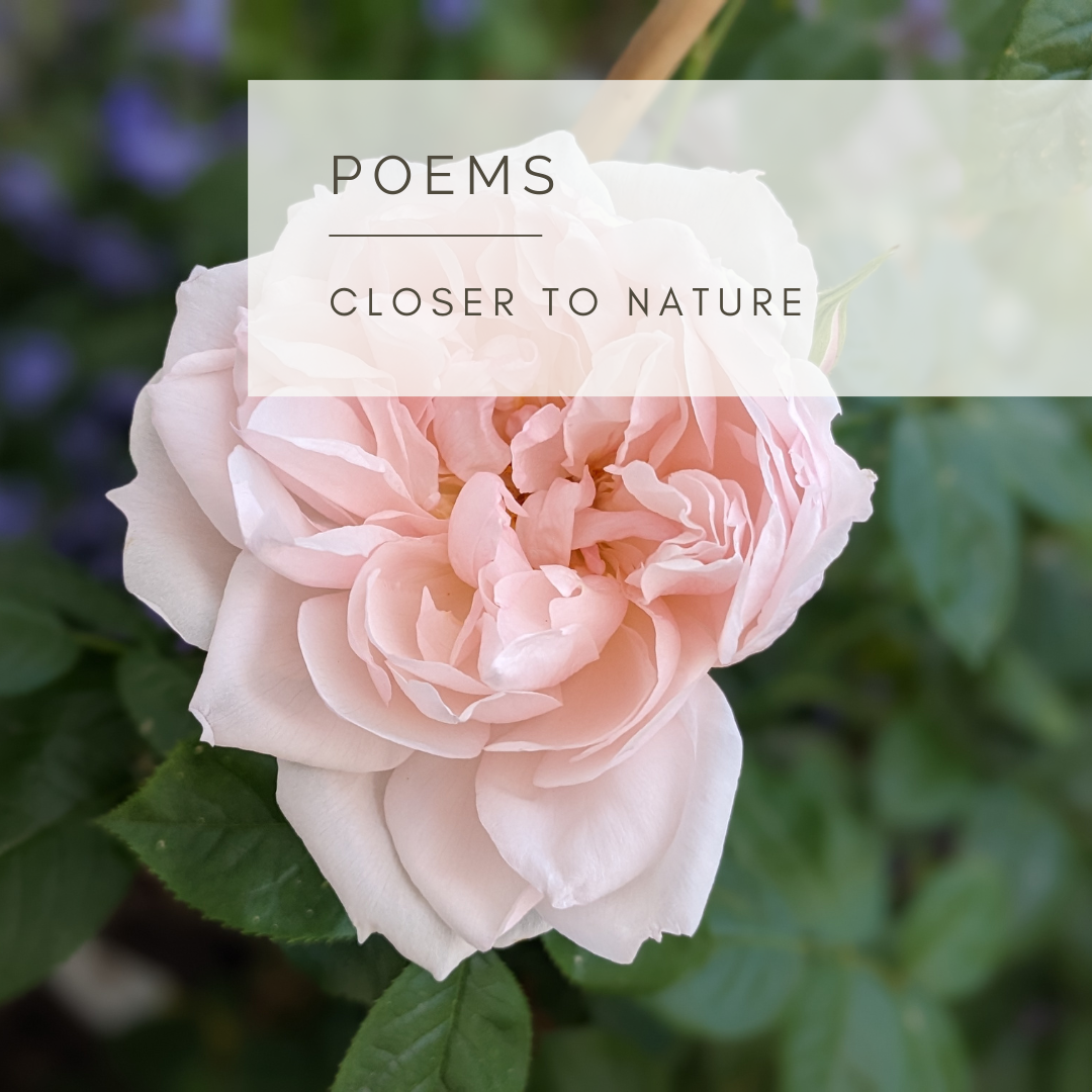 The Generous Gardener - Poem and Video by Sue Cartwright, Spiral Leaf