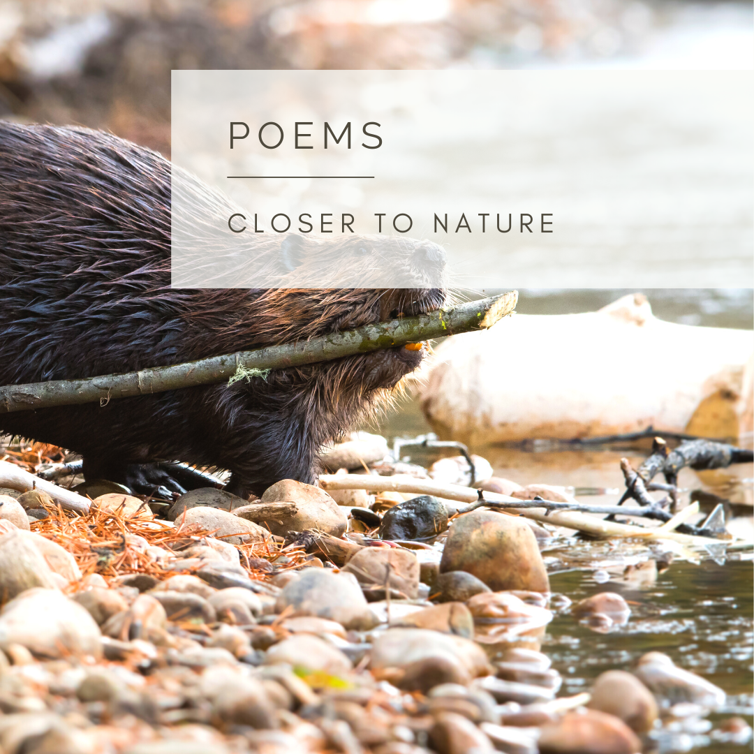 The Master Builder - Poem and Video by Sue Cartwright, Spiral Leaf