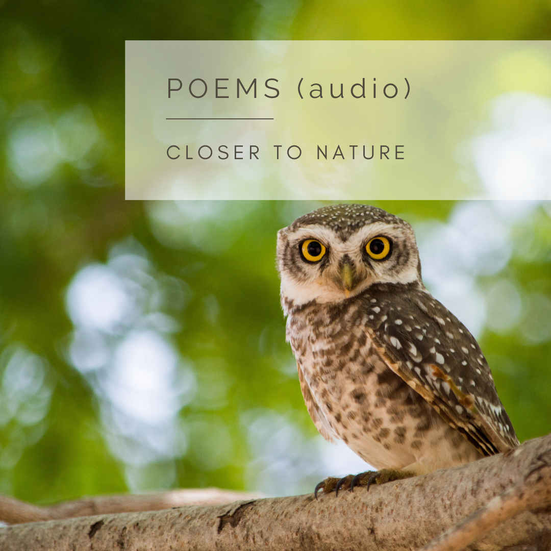 The Wise Owl - An Audio Poem by Sue Cartwright, Spiral Leaf