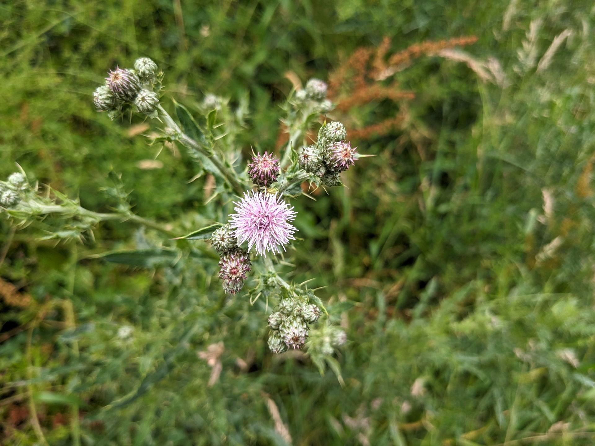 Wildflowers Gallery - Photograph by Sue Cartwright, Spiral Leaf