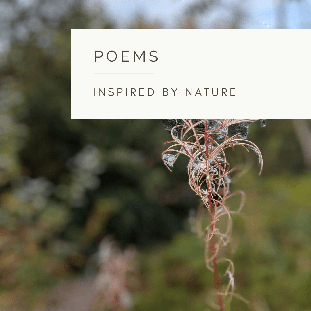 Beauty in Sadness - Poem and Video  by Sue Cartwright, Spiral Leaf