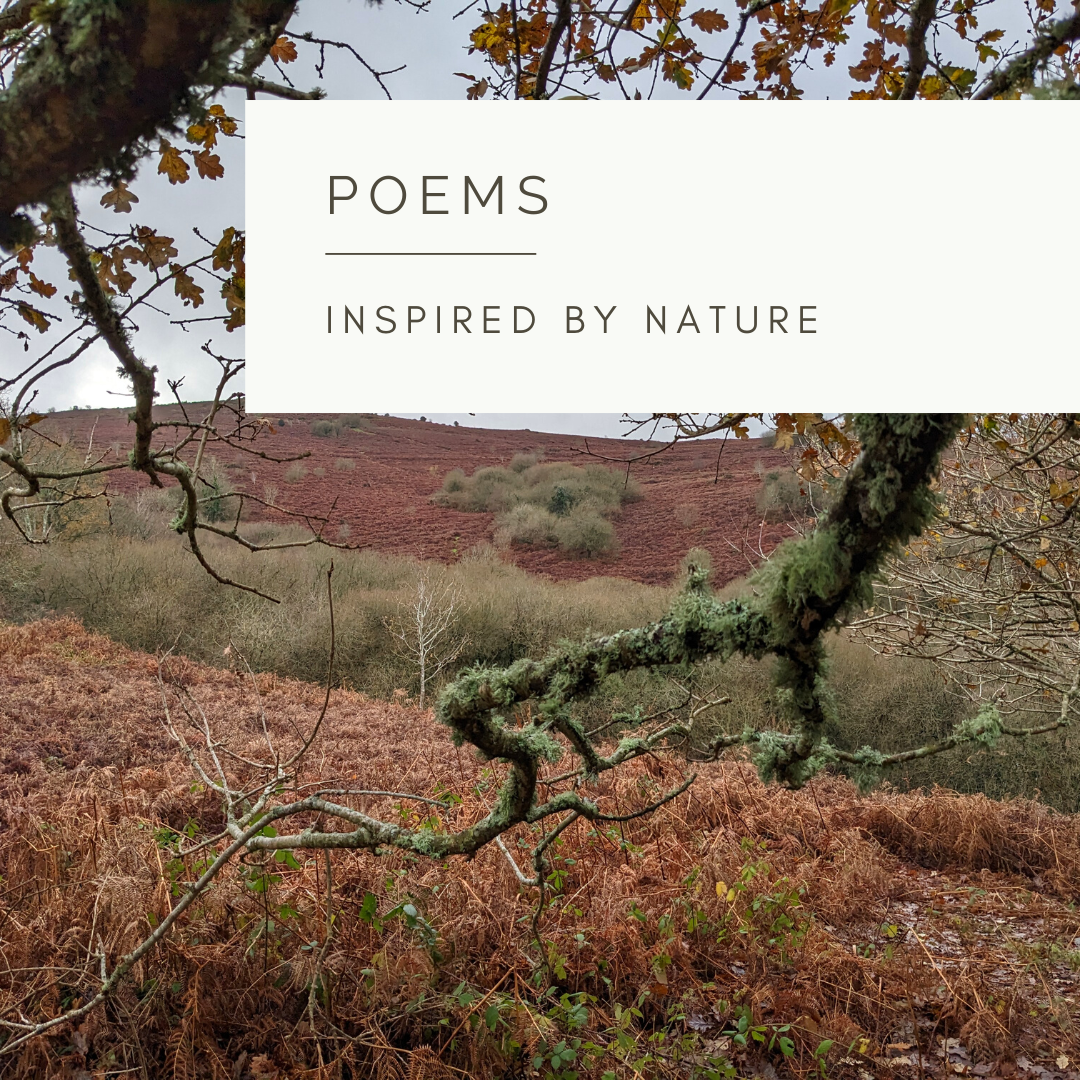 Nature's Essence - Poem and Video  by Sue Cartwright, Spiral Leaf