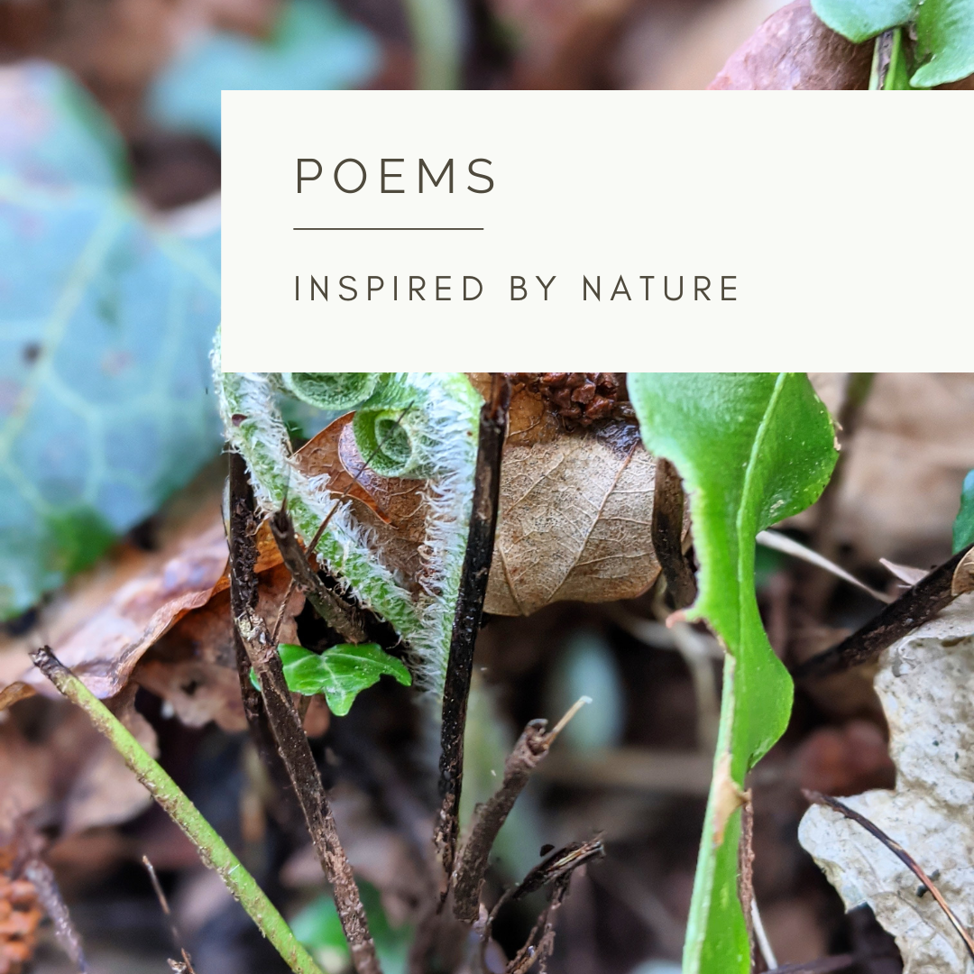 Spirals in Motion - Poem and Video  by Sue Cartwright, Spiral Leaf