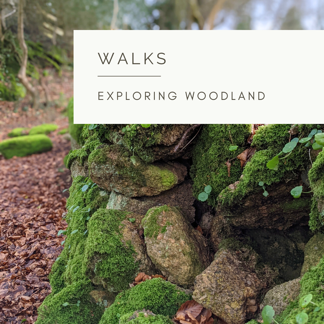 A Walk in the Woods - Poem and Video by Sue Cartwright, Spiral Leaf