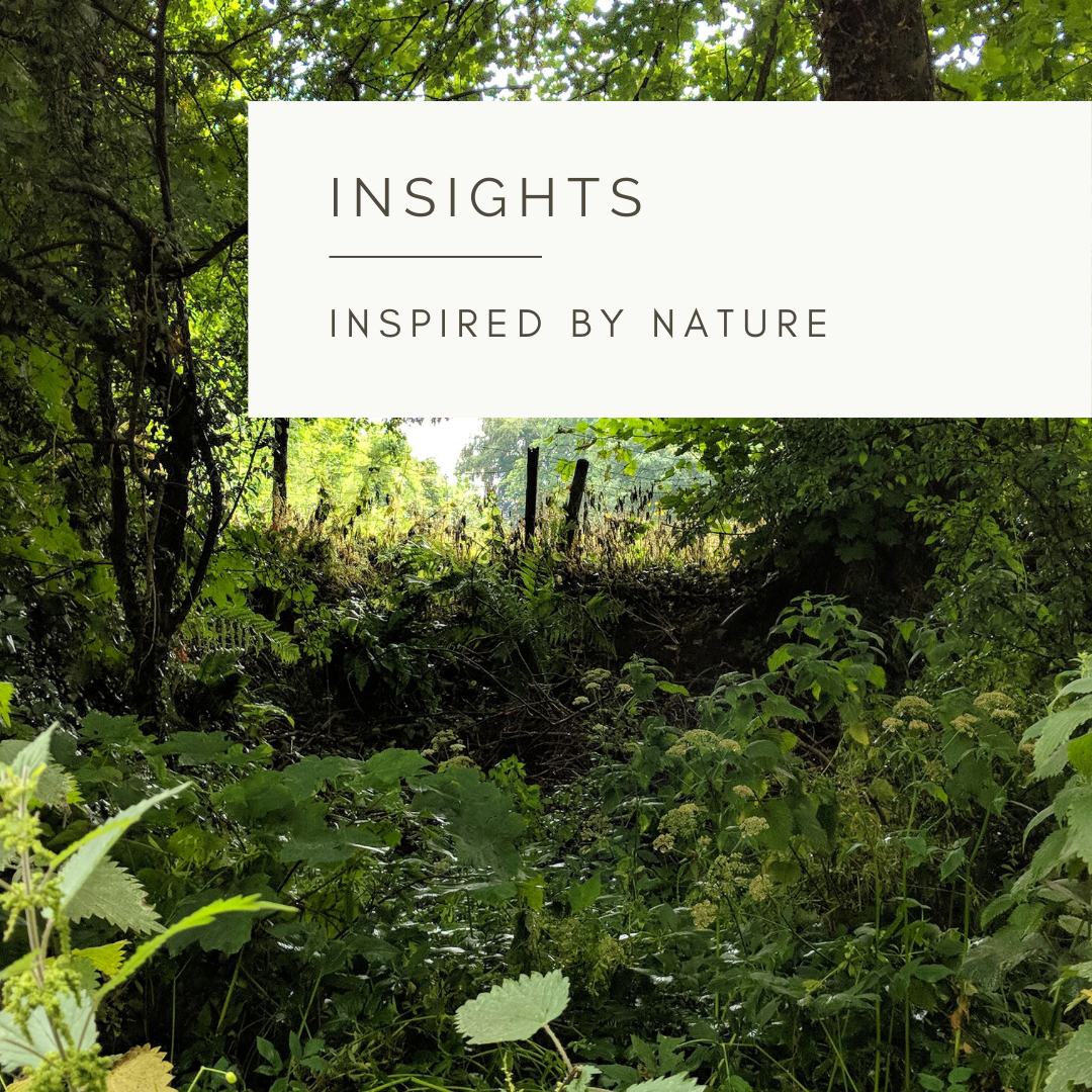 Hedgrows - Poem and Video by Sue Cartwright, Spiral Leaf