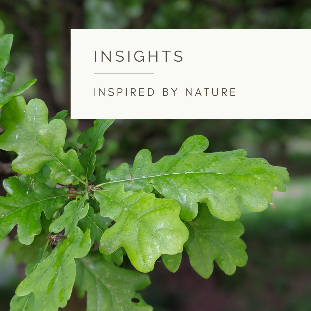 Leaves - Poem and Video by Sue Cartwright, Spiral Leaf