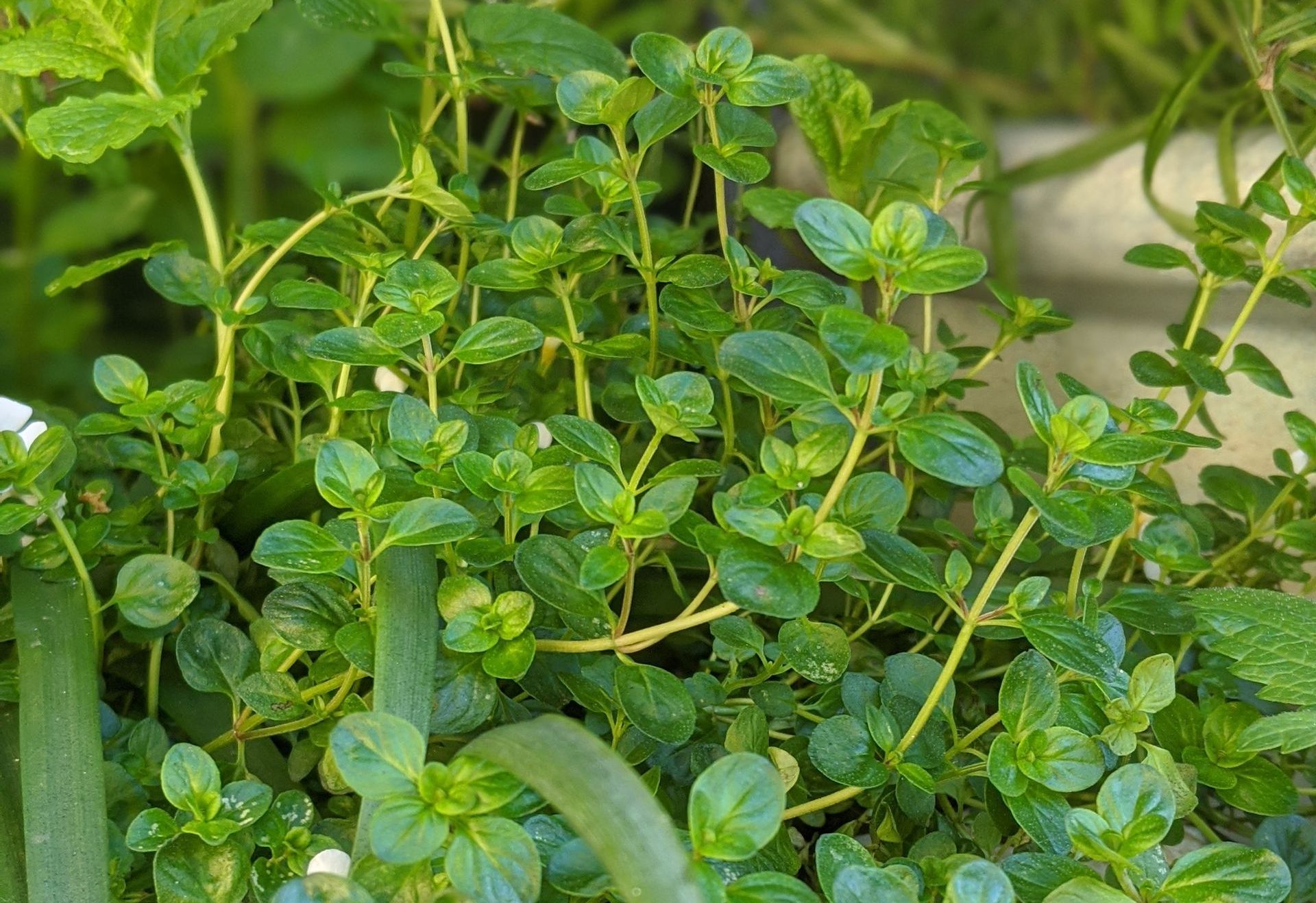 A Healing Herb (Thyme) by Sue Cartwright, Spiral Leaf