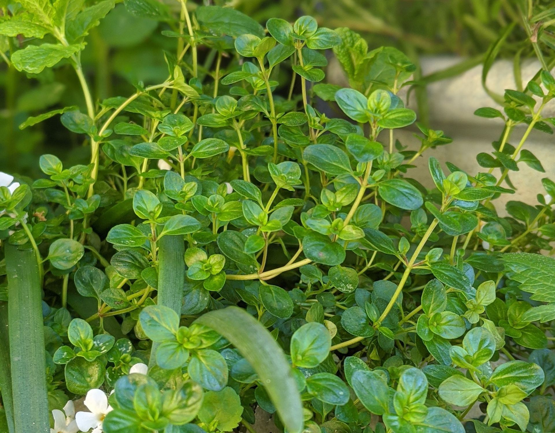 A Healing Herb (Thyme) by Sue Cartwright, Spiral Leaf