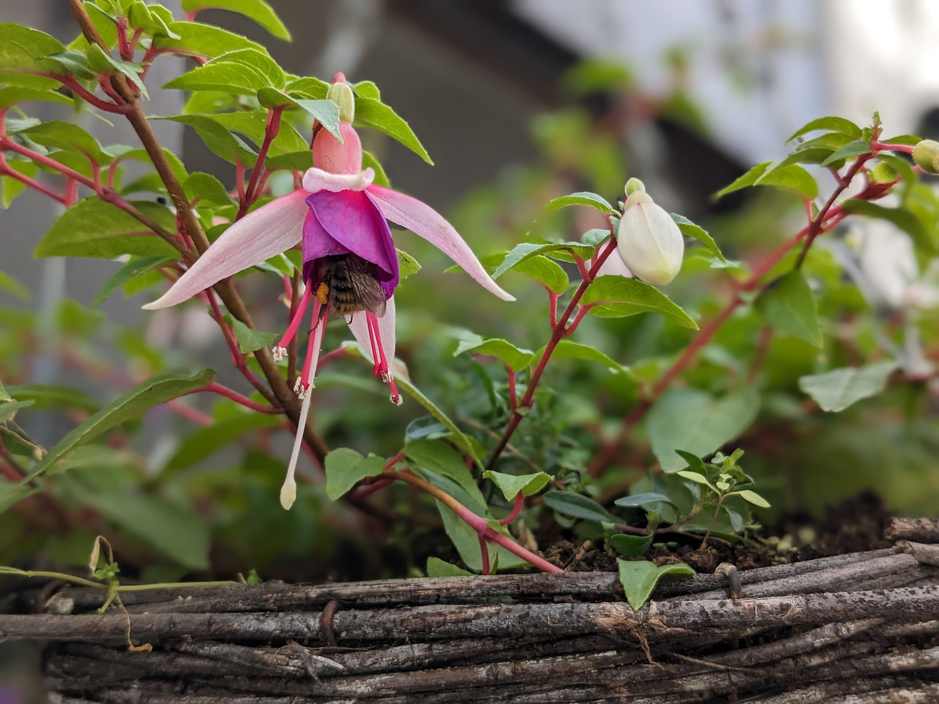 Sacred Space Gallery - Photographs by Sue Cartwright, Spiral Leaf
