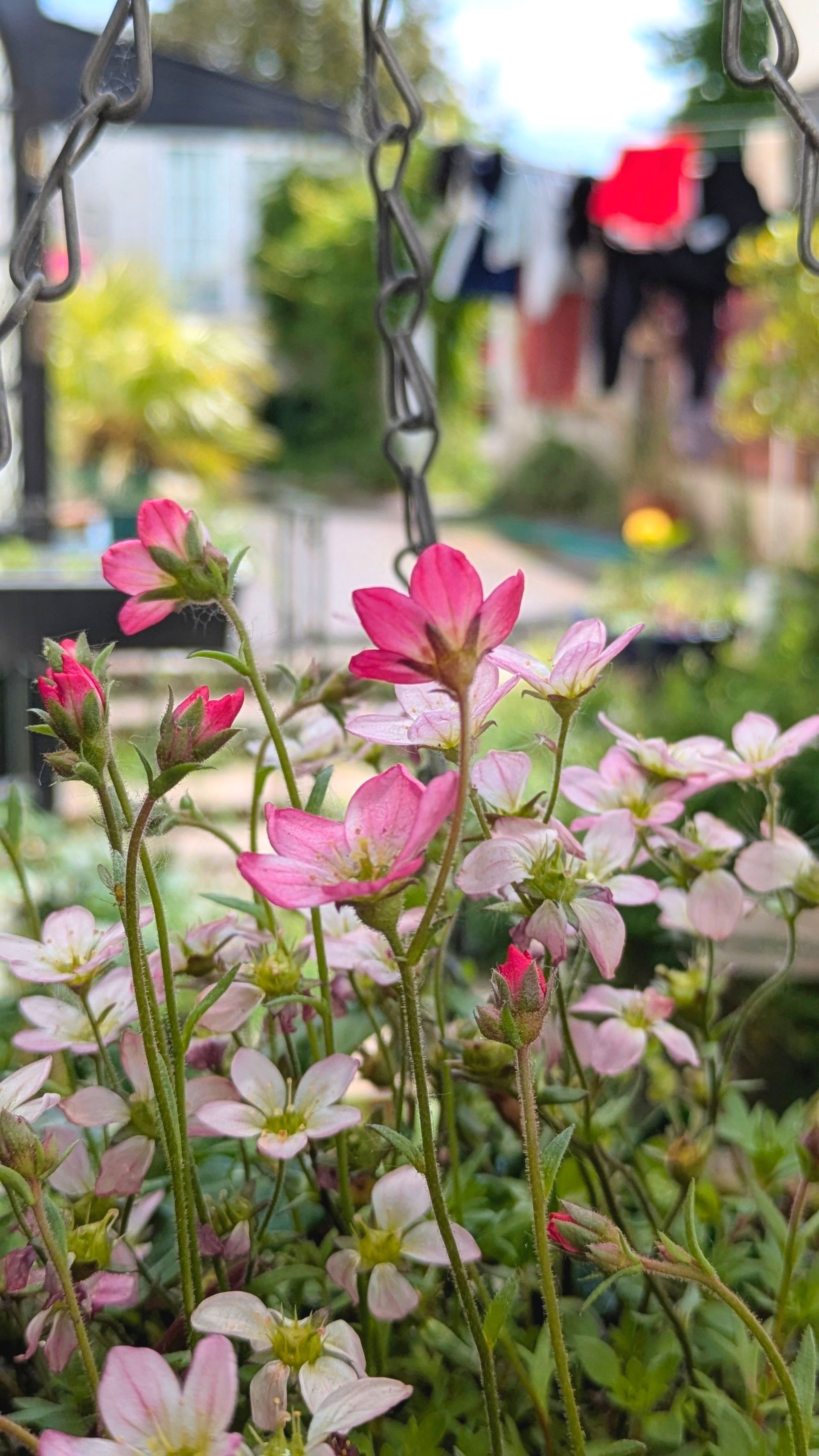 Sacred Space Gallery - Photographs by Sue Cartwright, Spiral Leaf