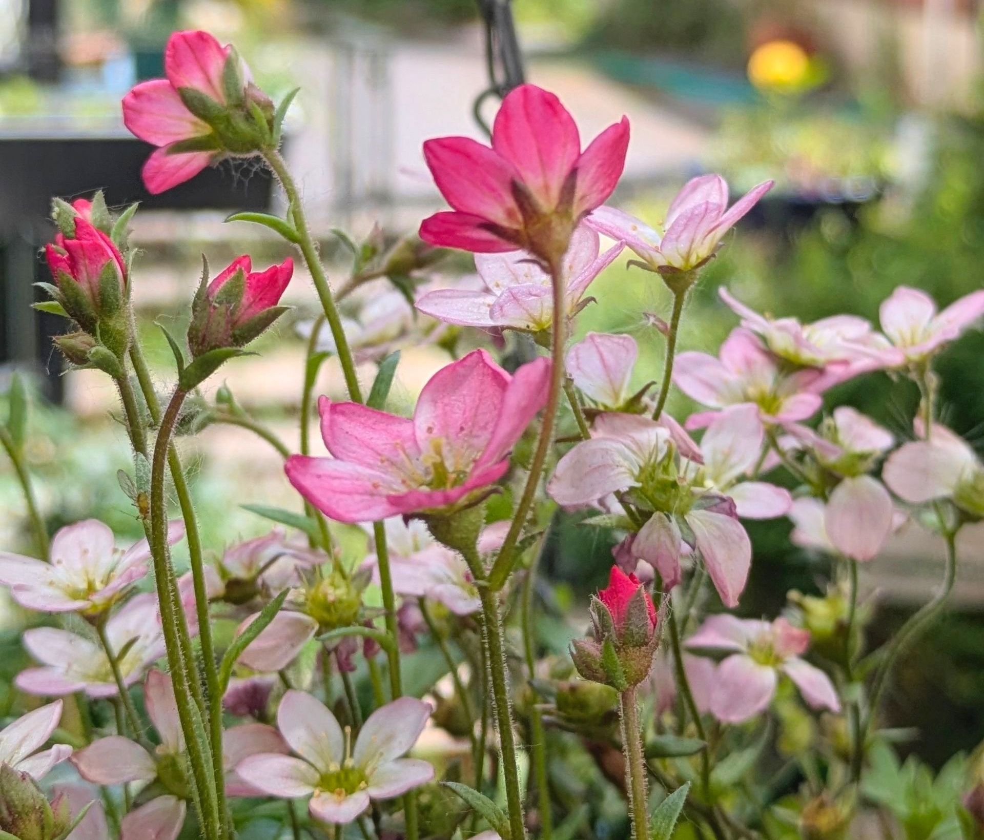 Sacred Space Gallery by Sue Cartwright, Spiral Laef