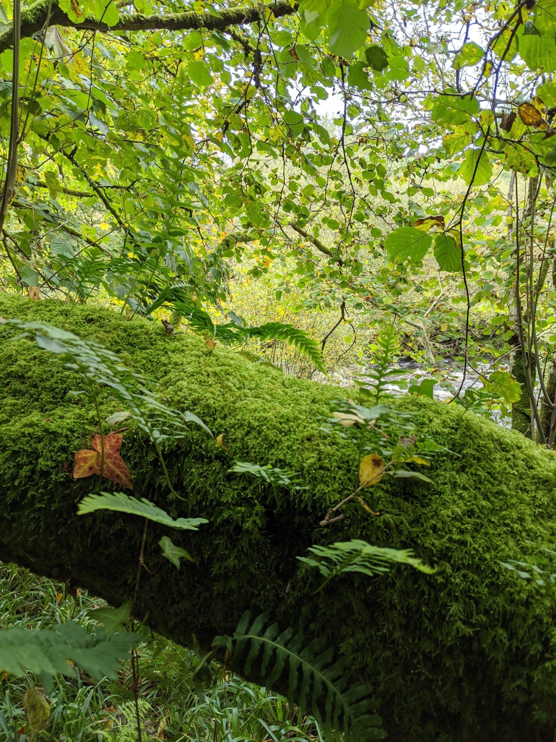 Riverside Gallery - Photograph by Sue Cartwright, Spiral Leaf