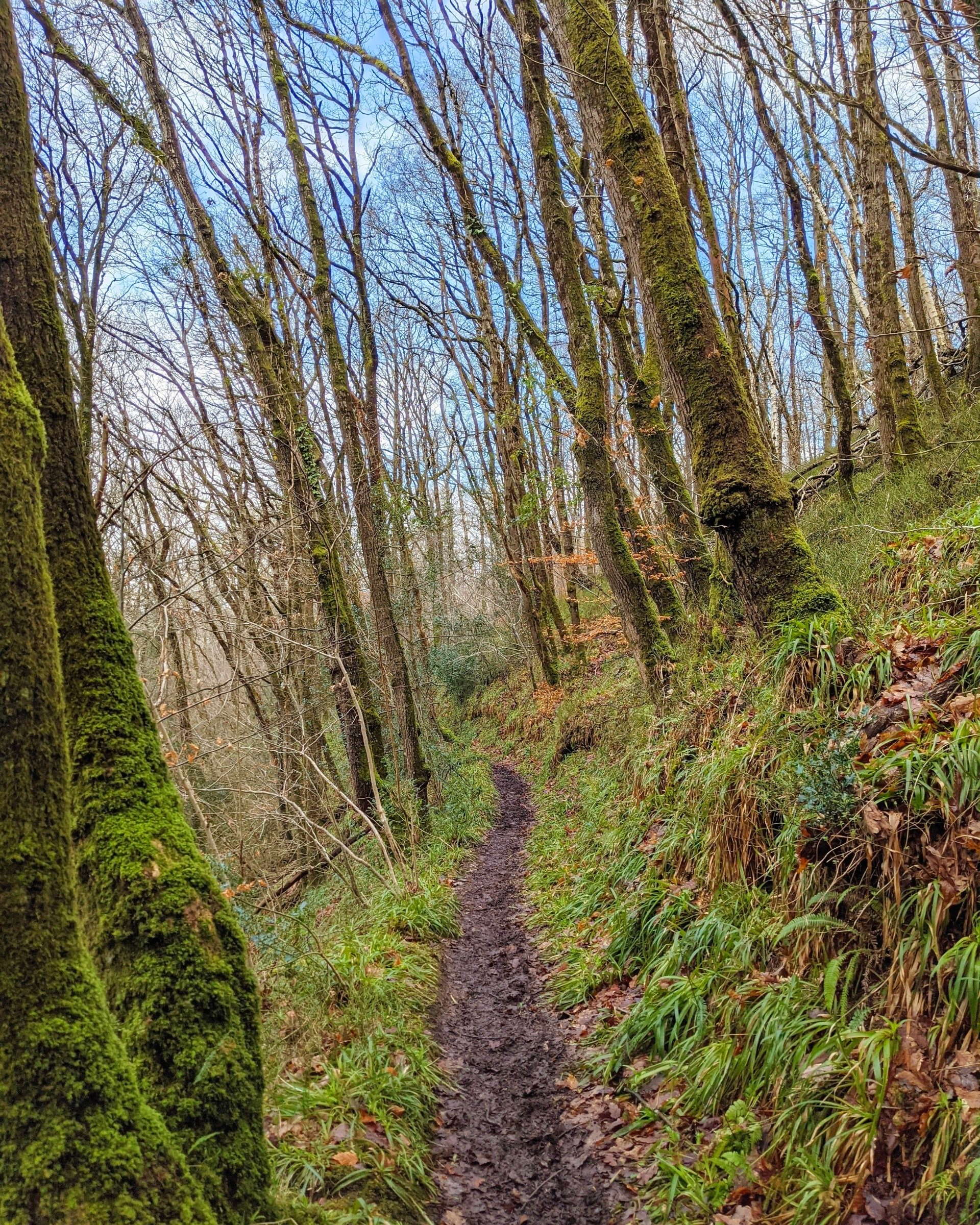 Riverside Gallery - Photograph by Sue Cartwright, Spiral Leaf