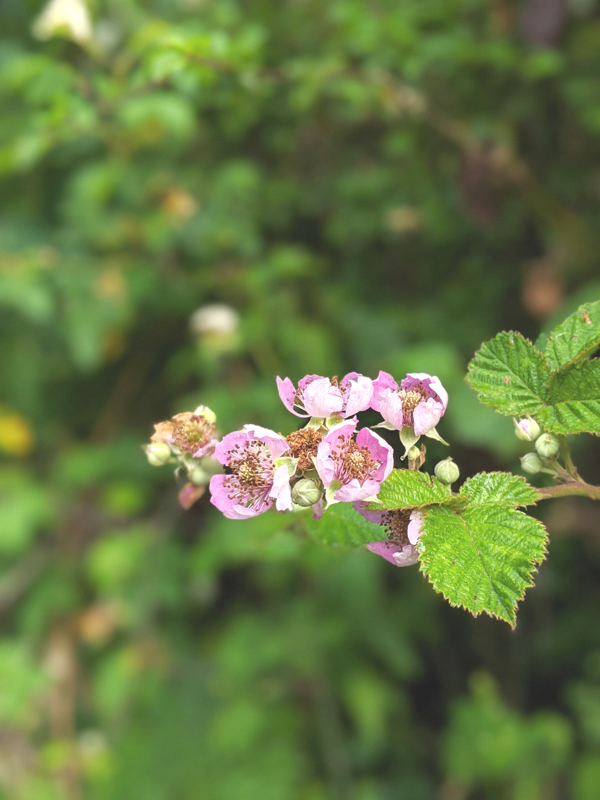 Almanac for March 2023 by Sue Cartwright, Spiral Leaf