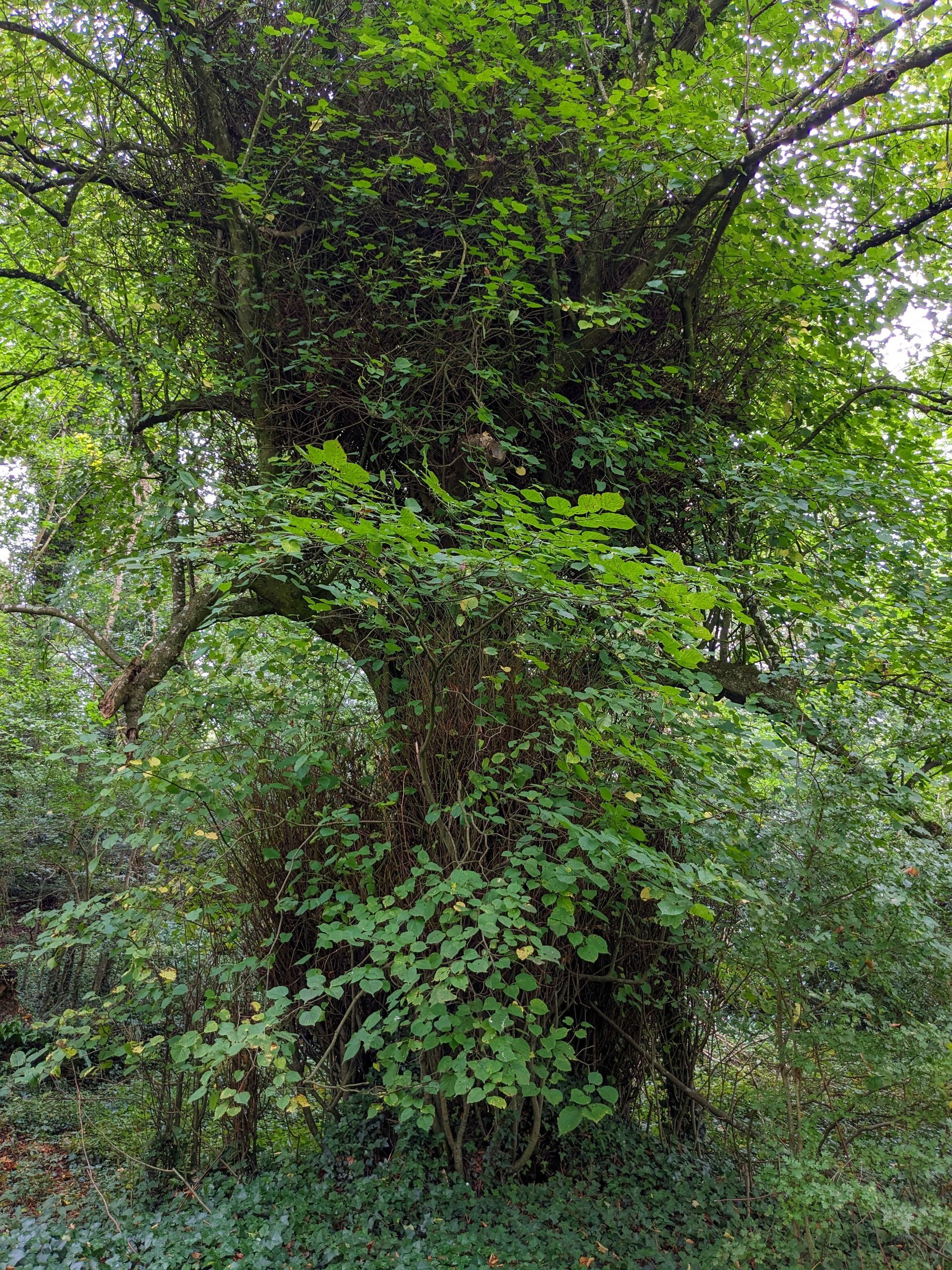 Trees Gallery - Photograph by Sue Cartwright, Spiral Leaf