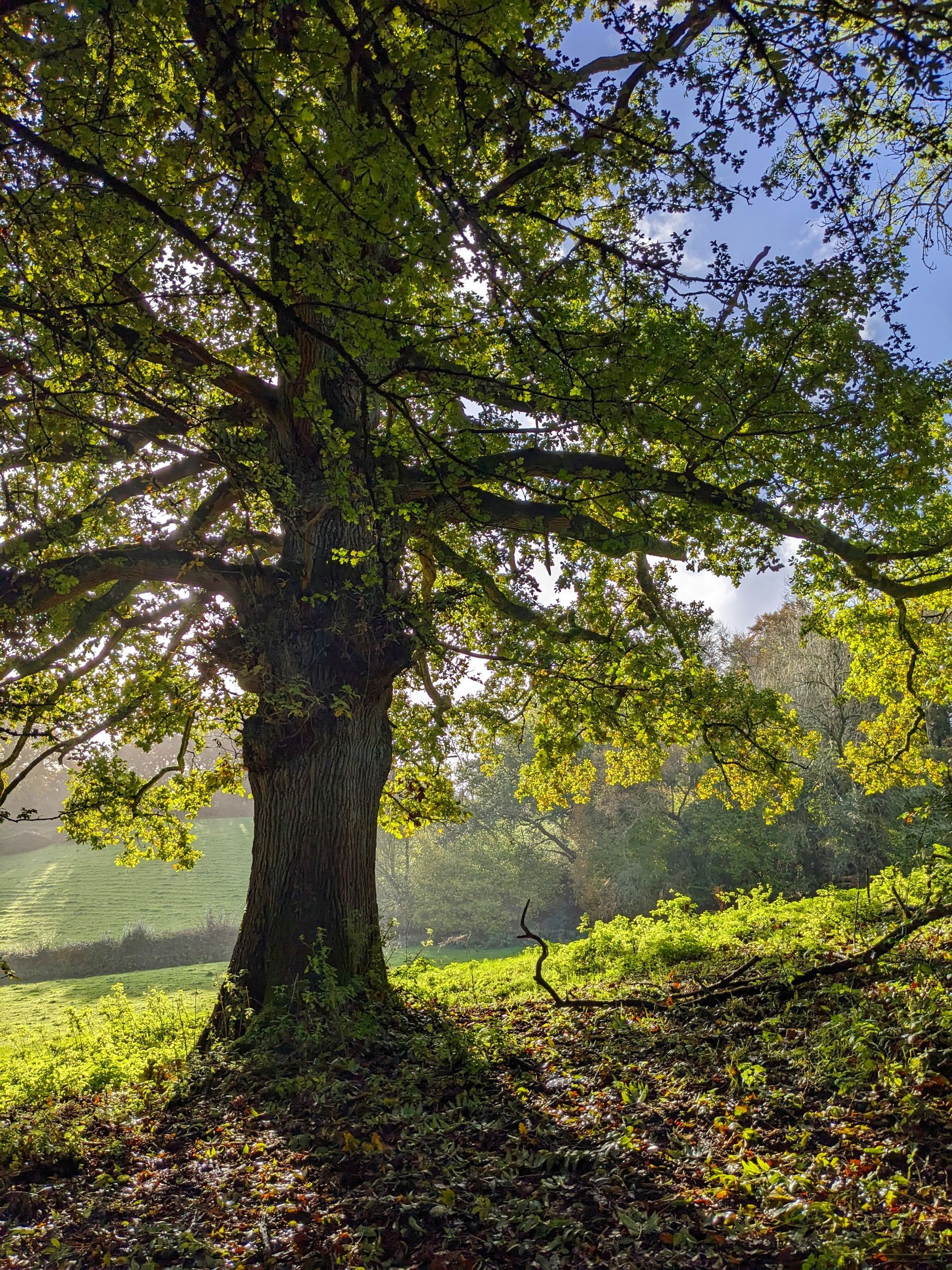 Trees Gallery by Sue Cartywright, Spiral Leaf