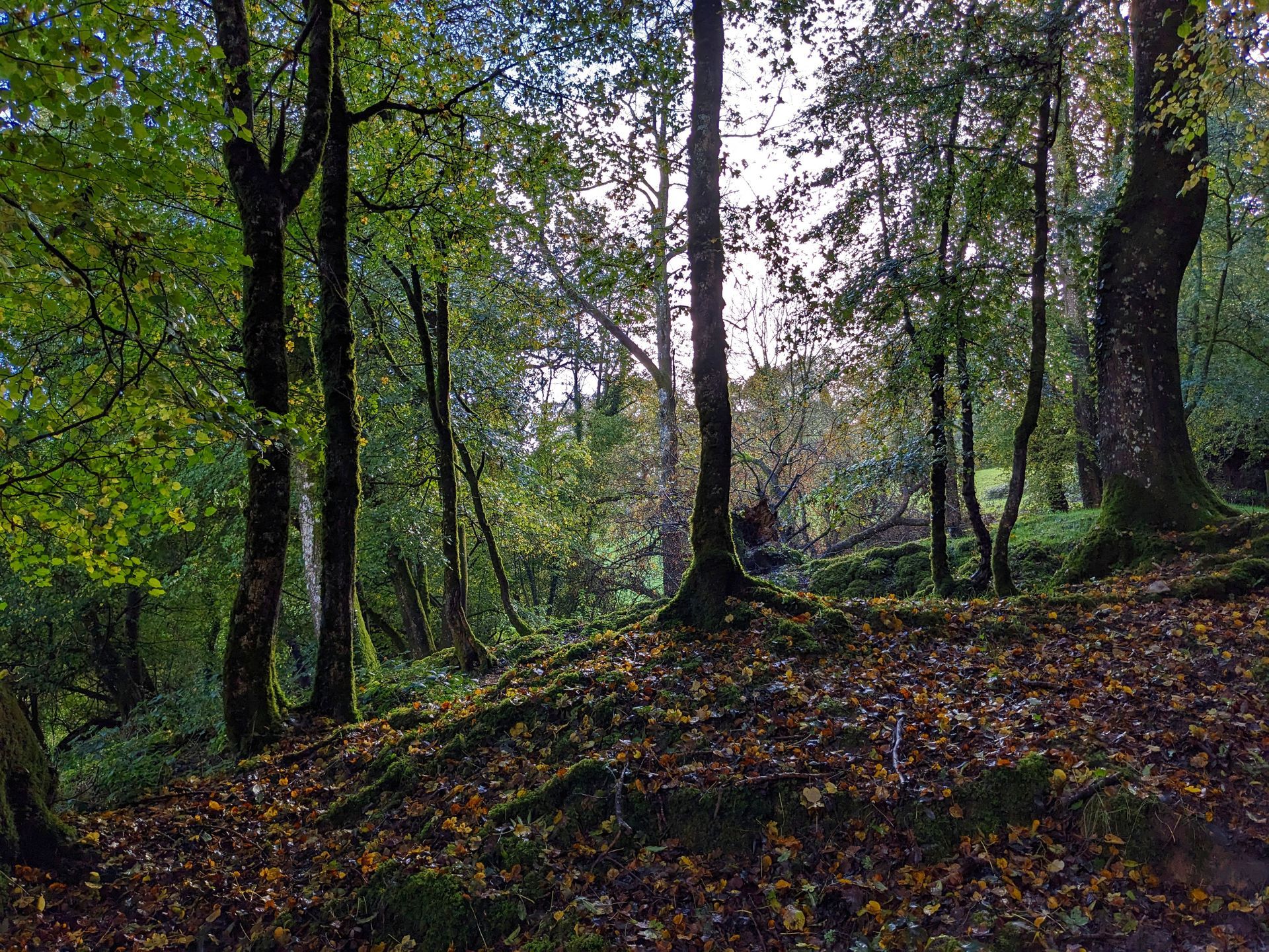 Trees Gallery - Photograph by Sue Cartwright, Spiral Leaf